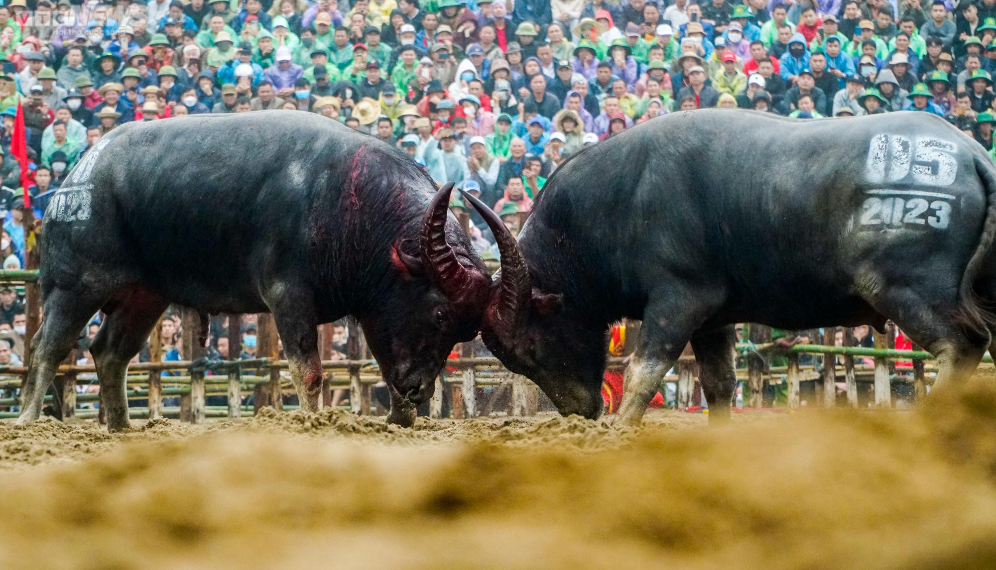 Vĩnh Phúc: Thót tim những pha cáng hầu, móc hàm của các ‘ông trâu’ Hải Lựu - 7