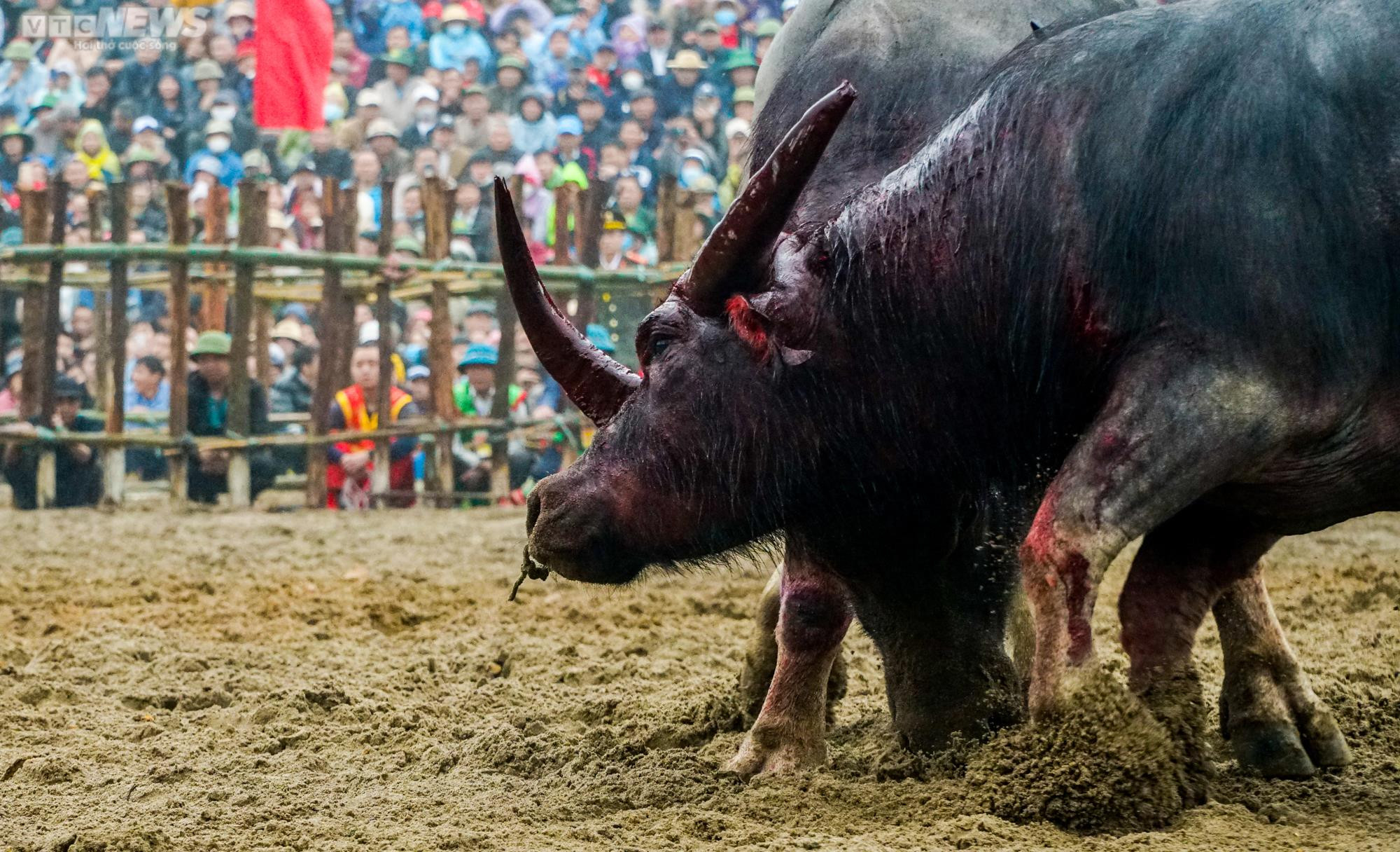 Vĩnh Phúc: Thót tim những pha cáng hầu, móc hàm của các ‘ông trâu’ Hải Lựu - 8