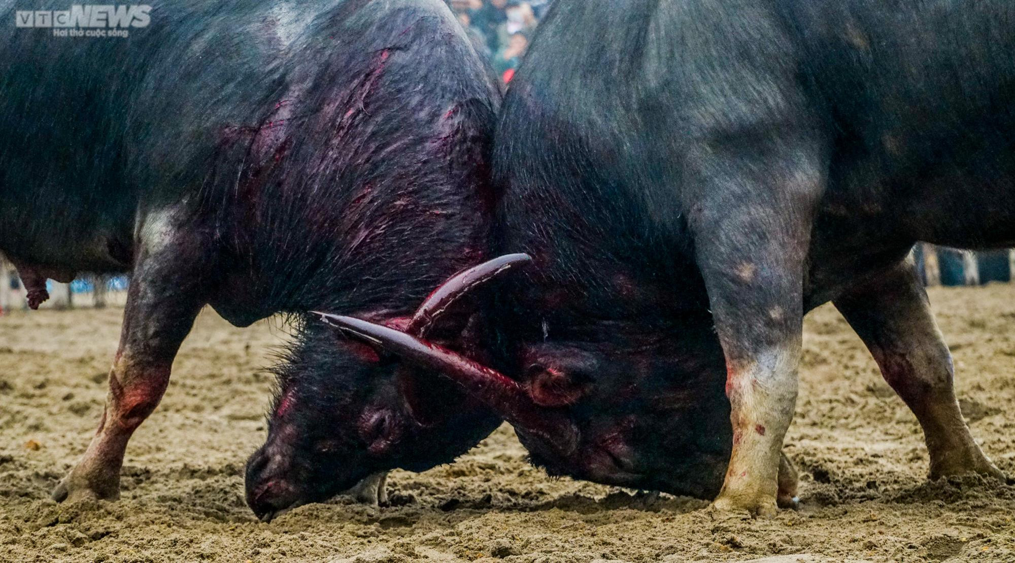 Vĩnh Phúc: Thót tim những pha cáng hầu, móc hàm của các ‘ông trâu’ Hải Lựu - 6