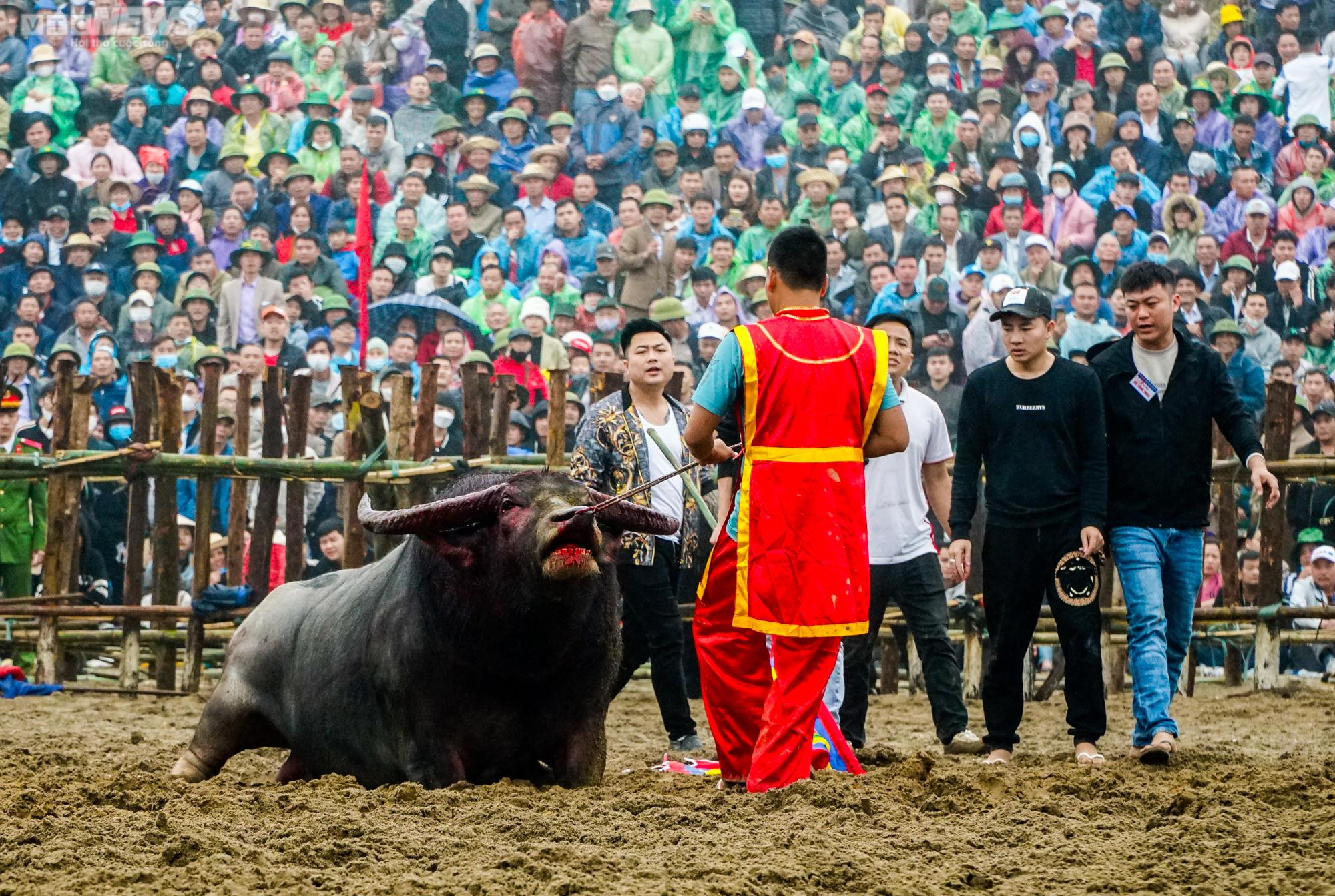 Vĩnh Phúc: Thót tim những pha cáng hầu, móc hàm của các ‘ông trâu’ Hải Lựu - 11
