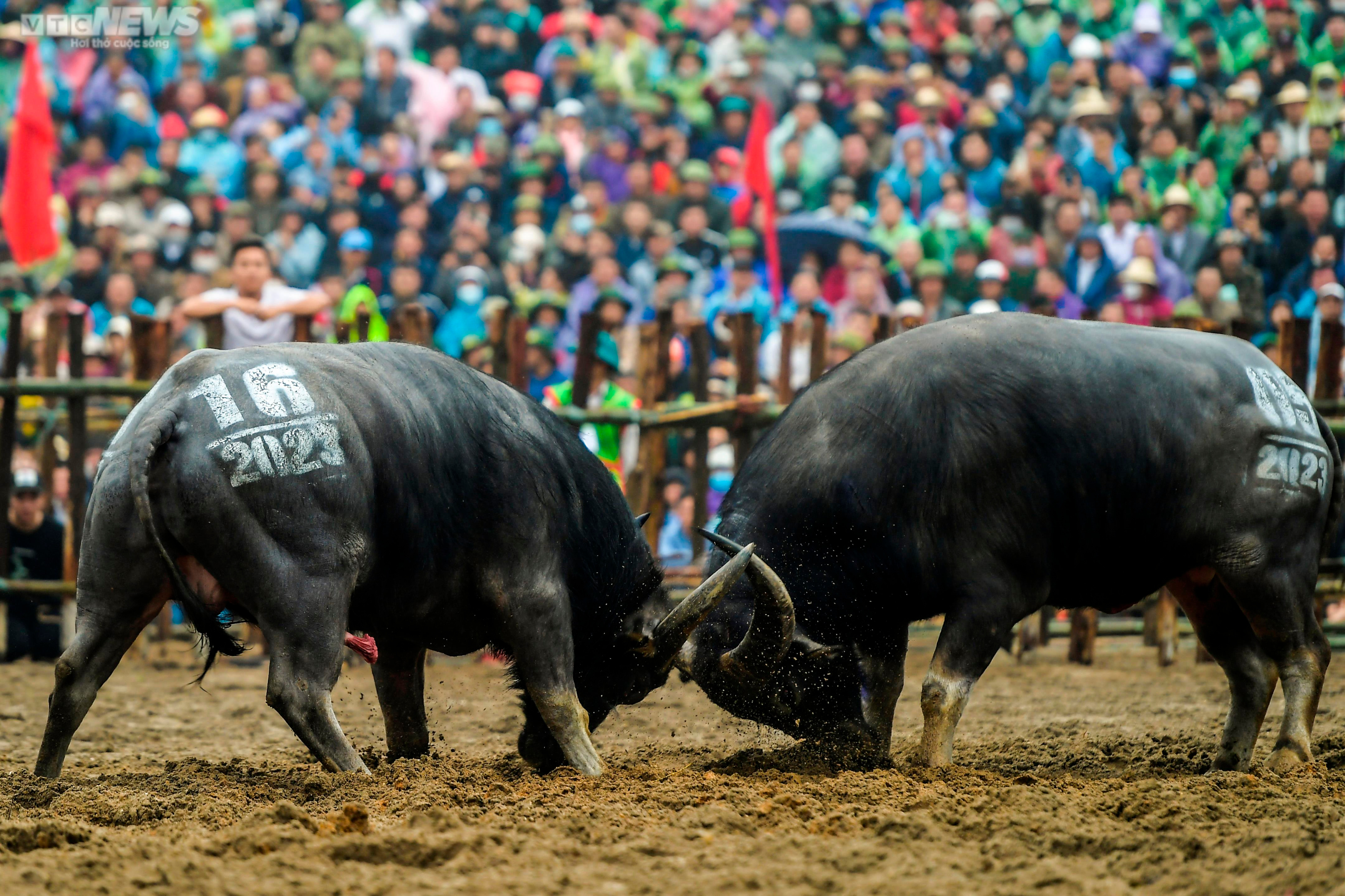 Vĩnh Phúc: Thót tim những pha cáng hầu, móc hàm của các ‘ông trâu’ Hải Lựu - 5