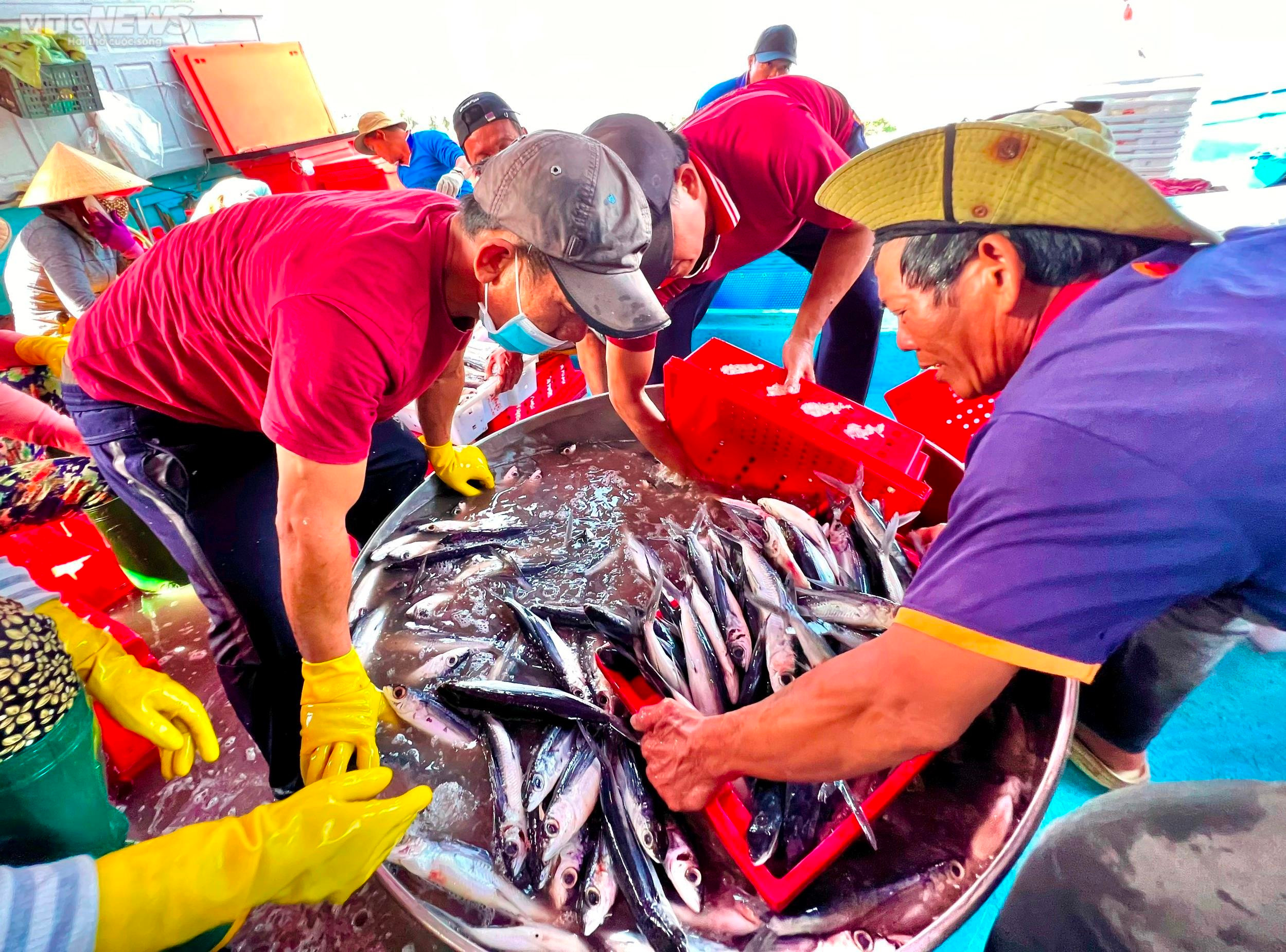 Đánh bắt xuyên Tết, ngư dân Quảng Ngãi hối hả chở 'lộc biển' từ khơi xa về bờ - 2