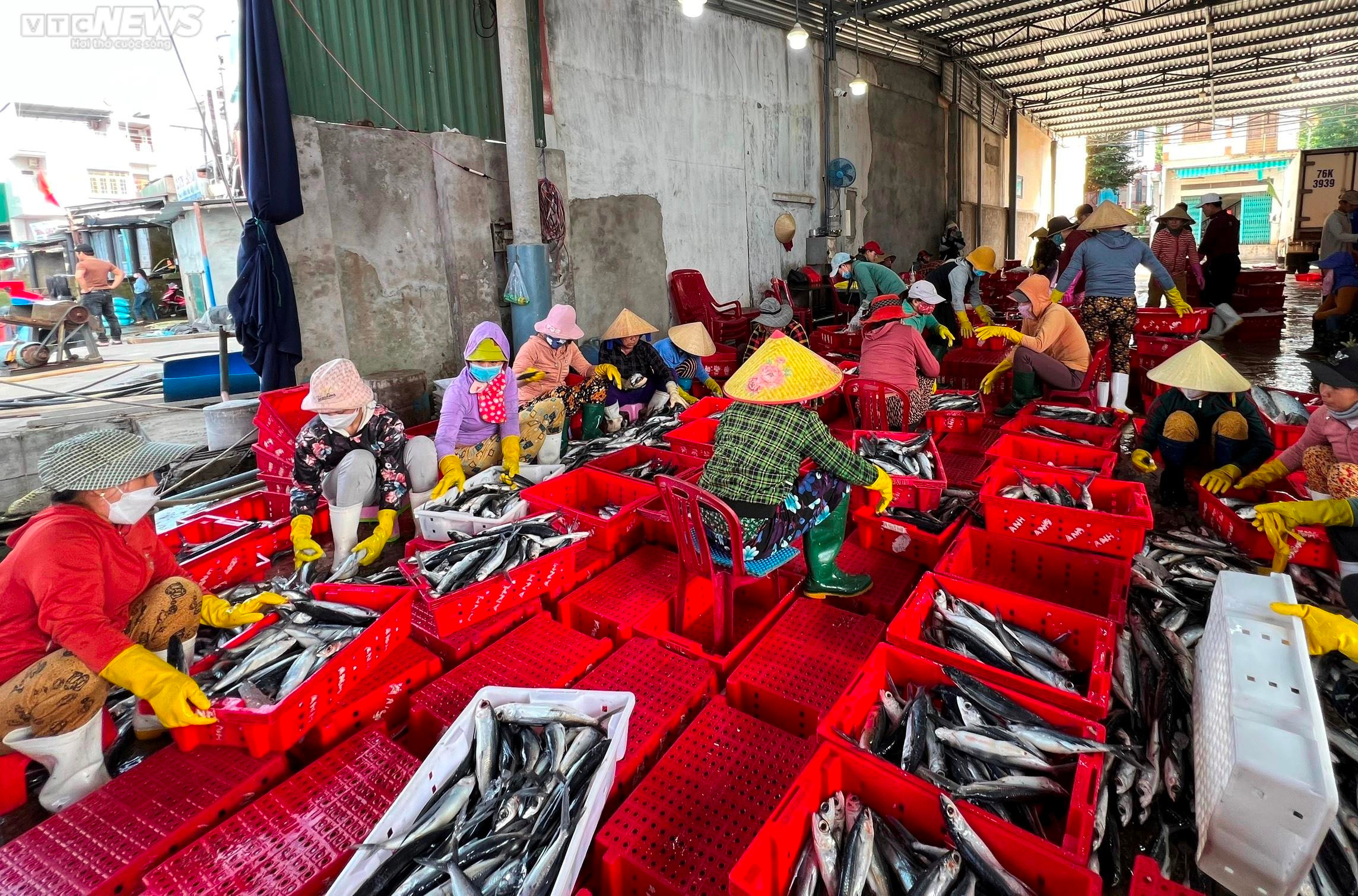 Đánh bắt xuyên Tết, ngư dân Quảng Ngãi hối hả chở 'lộc biển' từ khơi xa về bờ - 6