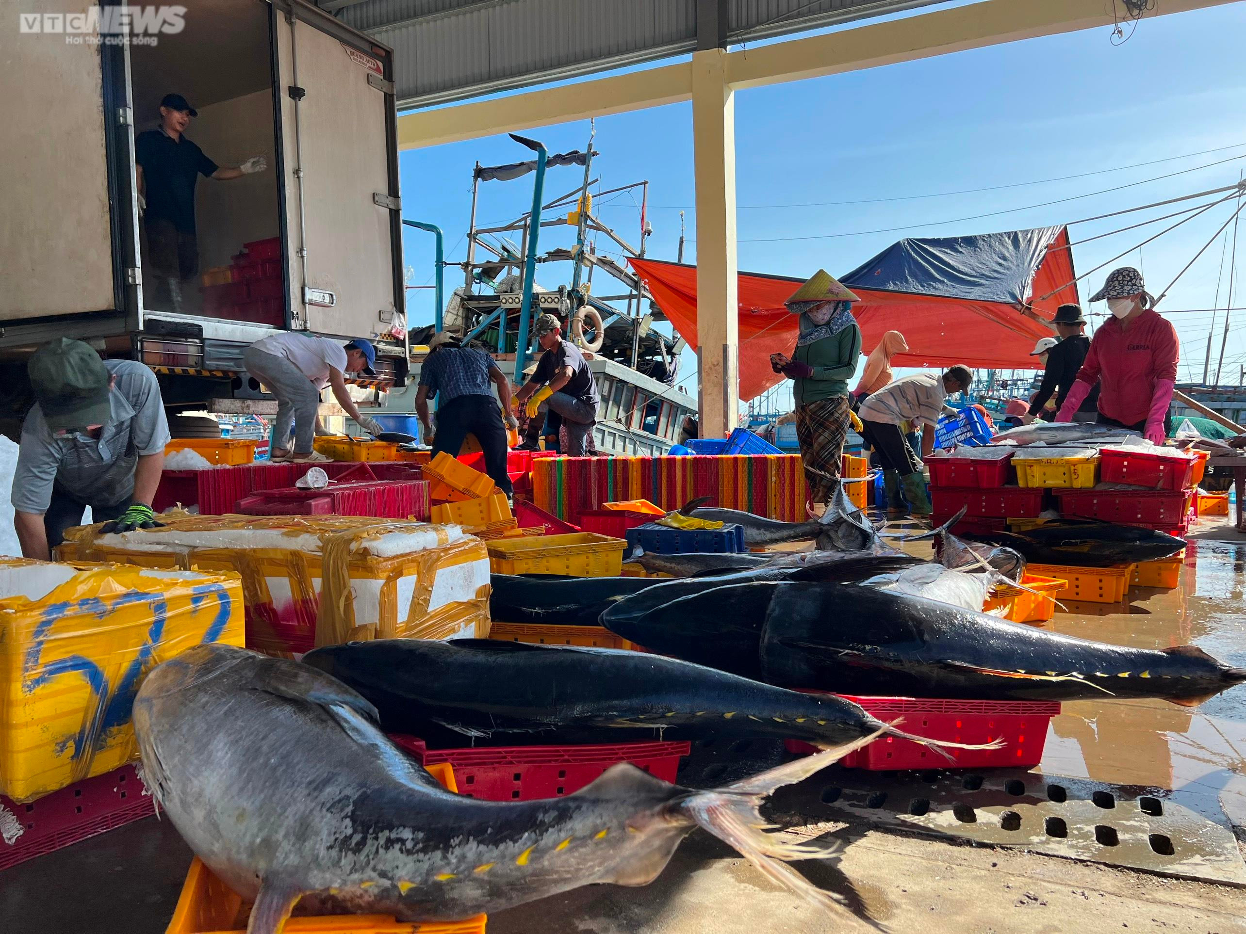 Đánh bắt xuyên Tết, ngư dân Quảng Ngãi hối hả chở 'lộc biển' từ khơi xa về bờ - 3