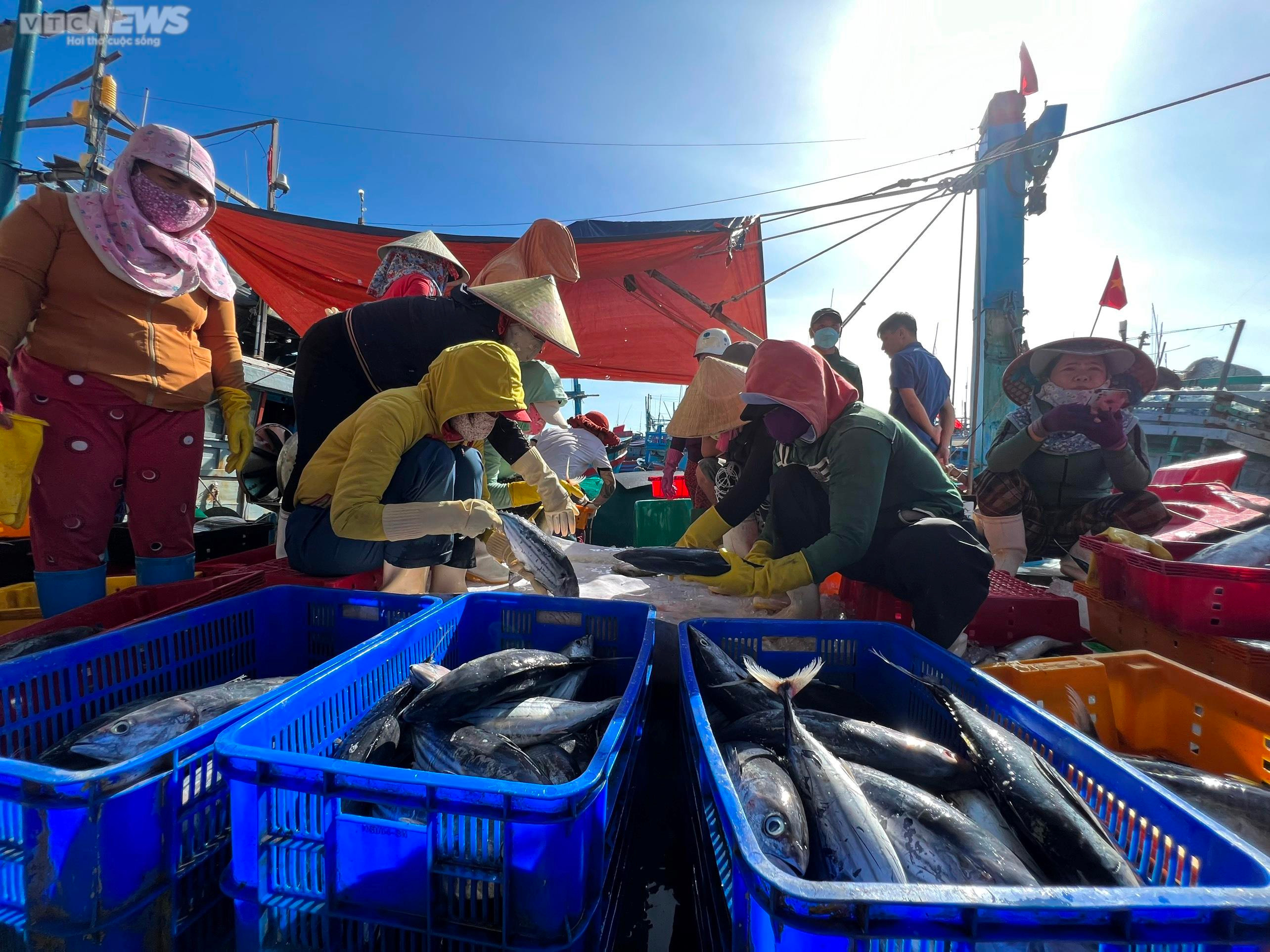 Đánh bắt xuyên Tết, ngư dân Quảng Ngãi hối hả chở 'lộc biển' từ khơi xa về bờ - 8