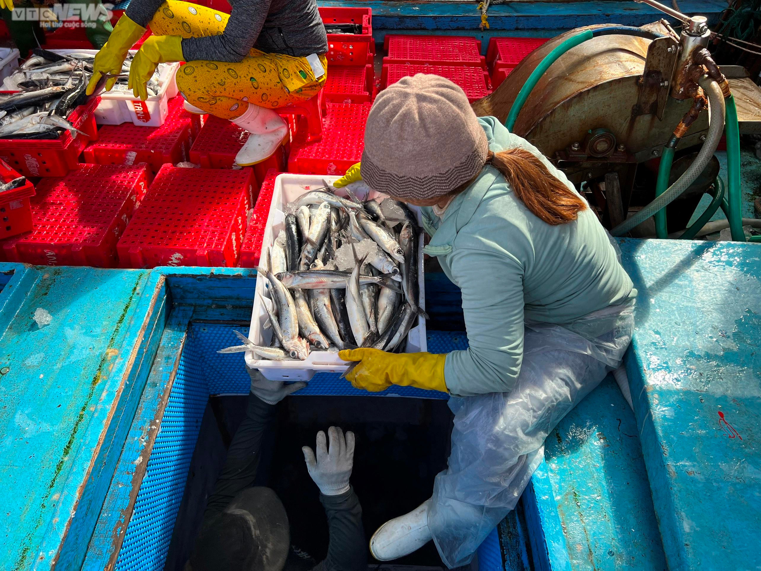 Đánh bắt xuyên Tết, ngư dân Quảng Ngãi hối hả chở 'lộc biển' từ khơi xa về bờ - 7