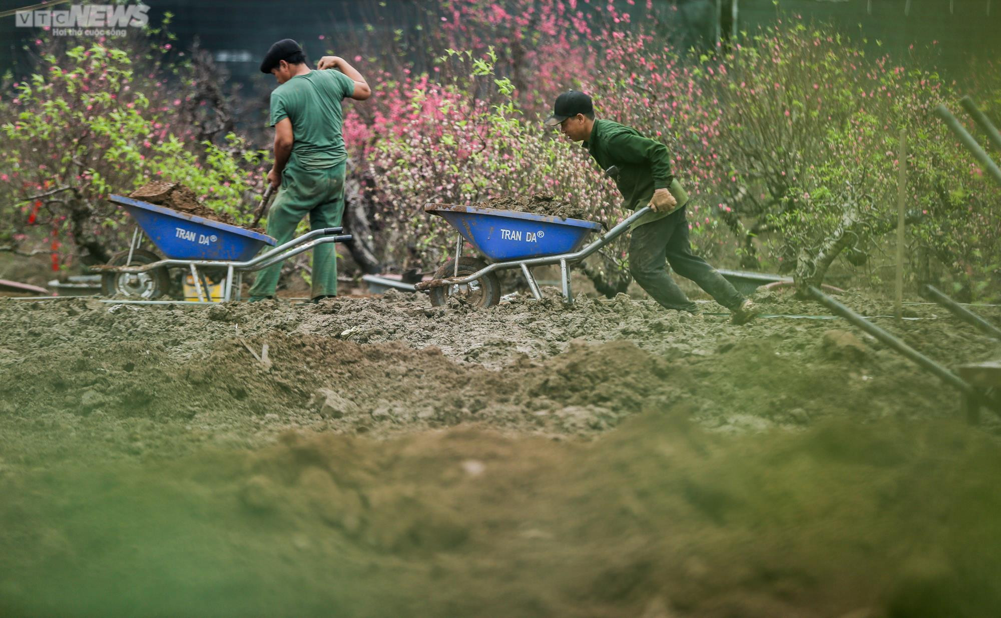 Người dân Hà Nội tất bật hồi sinh hàng trăm gốc đào Nhật Tân sau Tết - 6