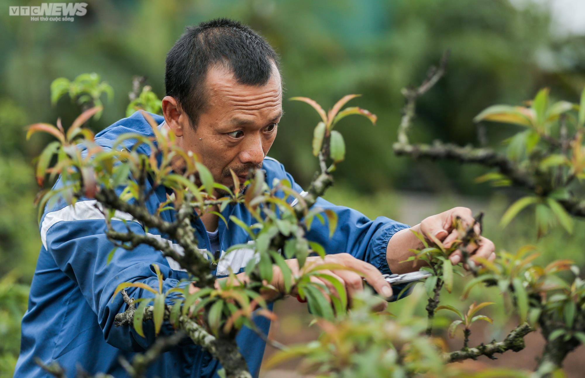 Người dân Hà Nội tất bật hồi sinh hàng trăm gốc đào Nhật Tân sau Tết - 10