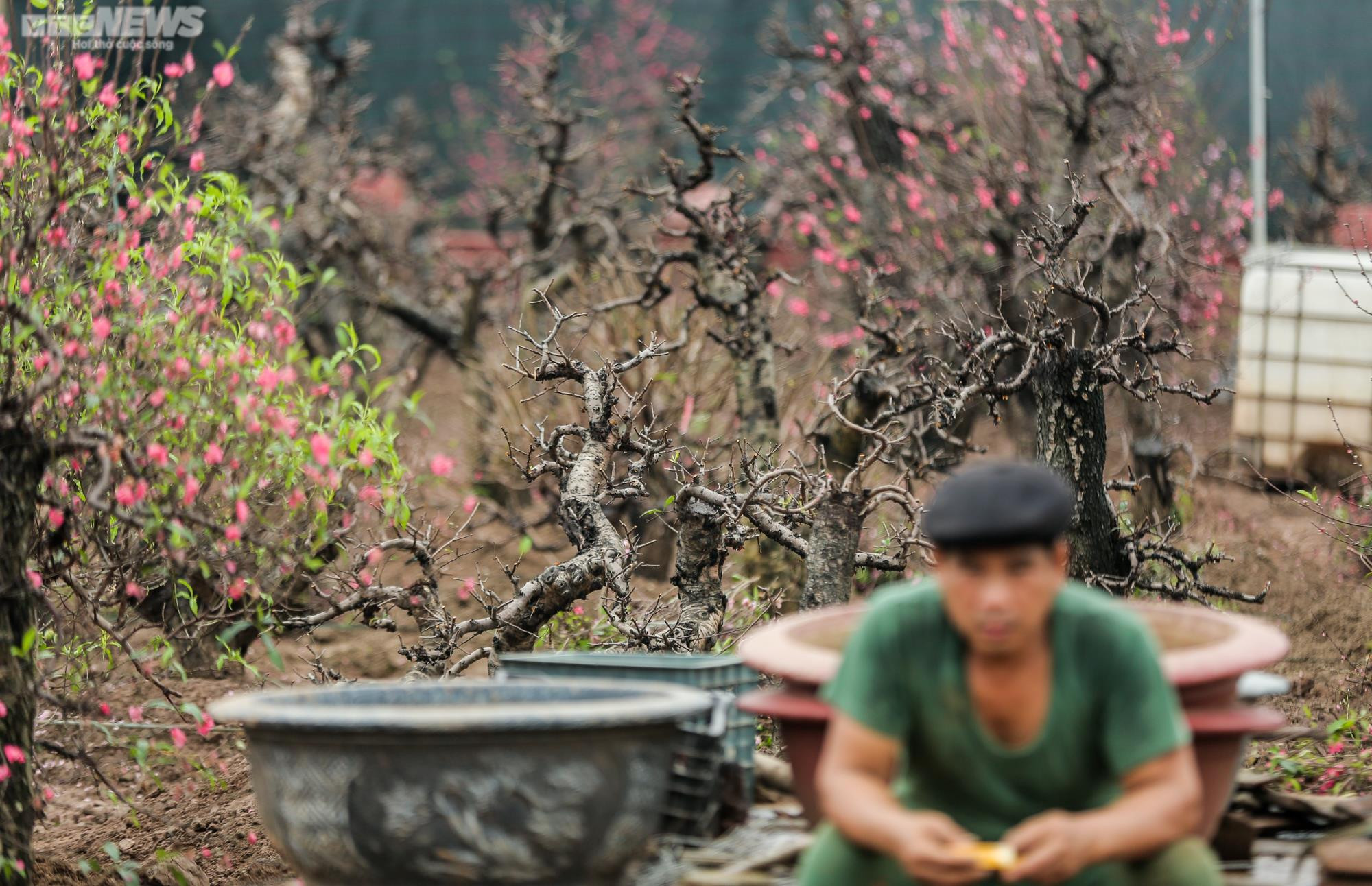 Người dân Hà Nội tất bật hồi sinh hàng trăm gốc đào Nhật Tân sau Tết - 13