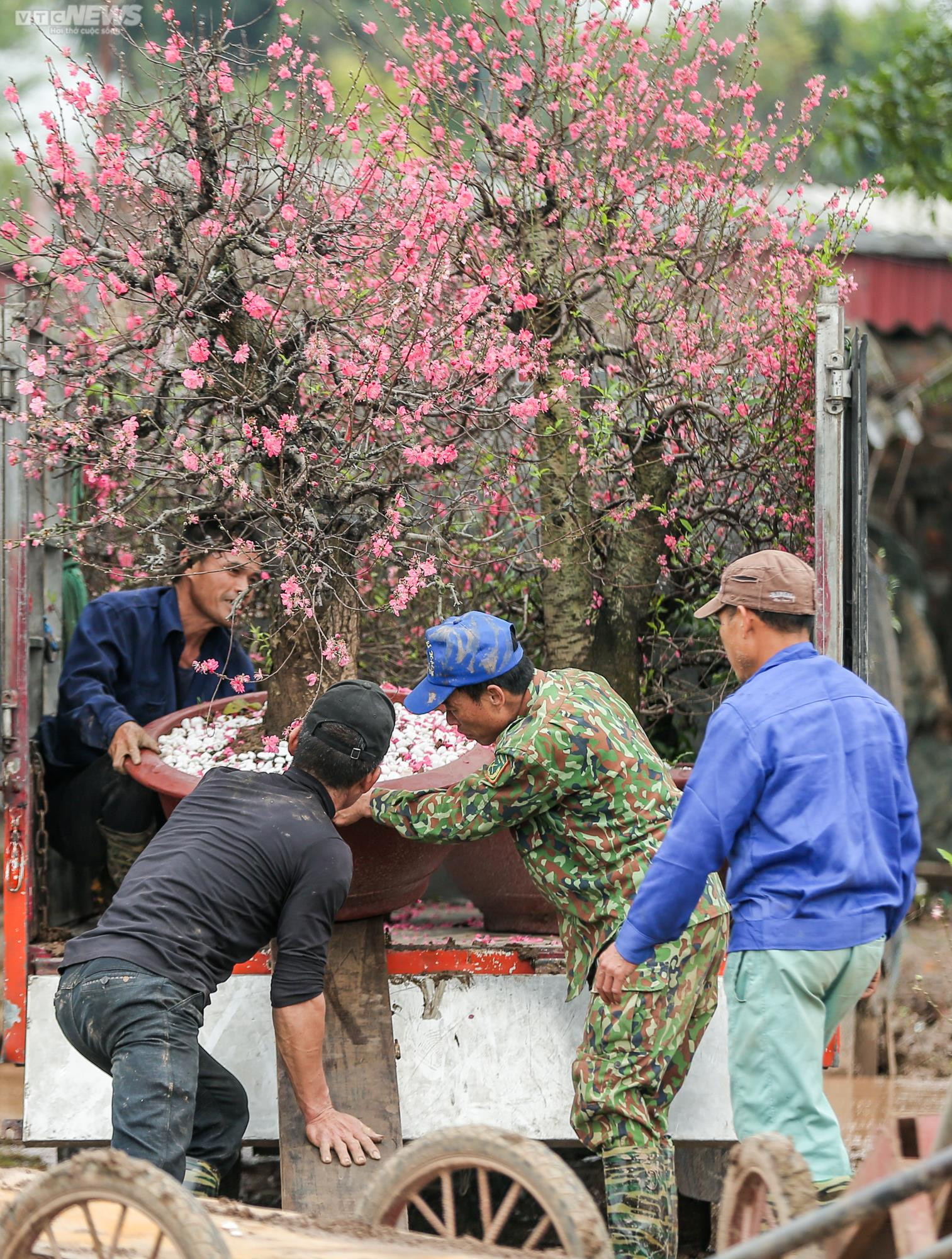 Người dân Hà Nội tất bật hồi sinh hàng trăm gốc đào Nhật Tân sau Tết - 3