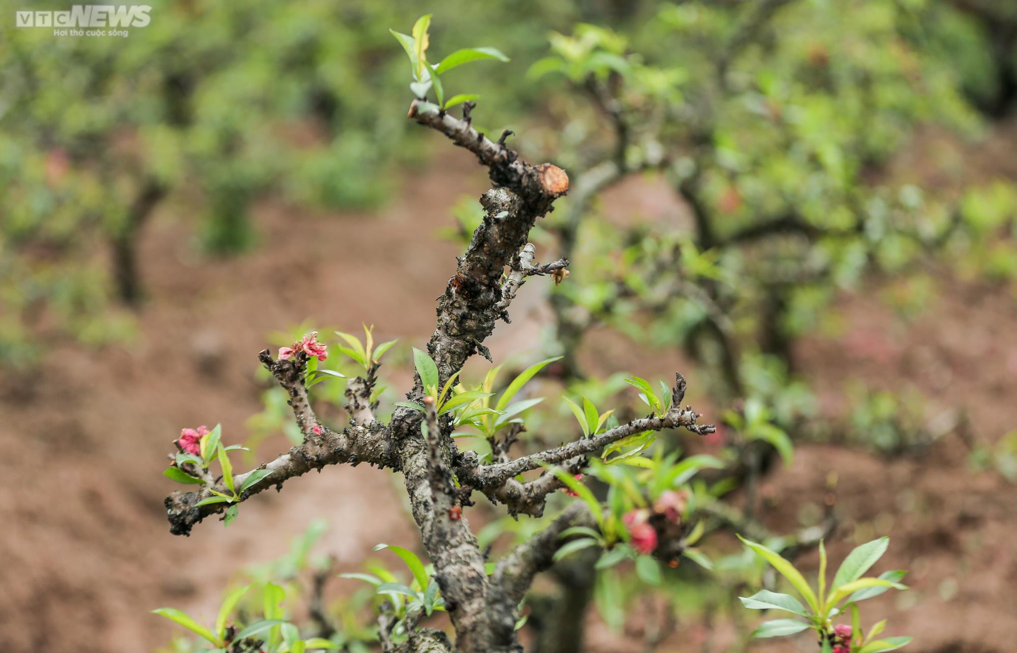 Người dân Hà Nội tất bật hồi sinh hàng trăm gốc đào Nhật Tân sau Tết - 12