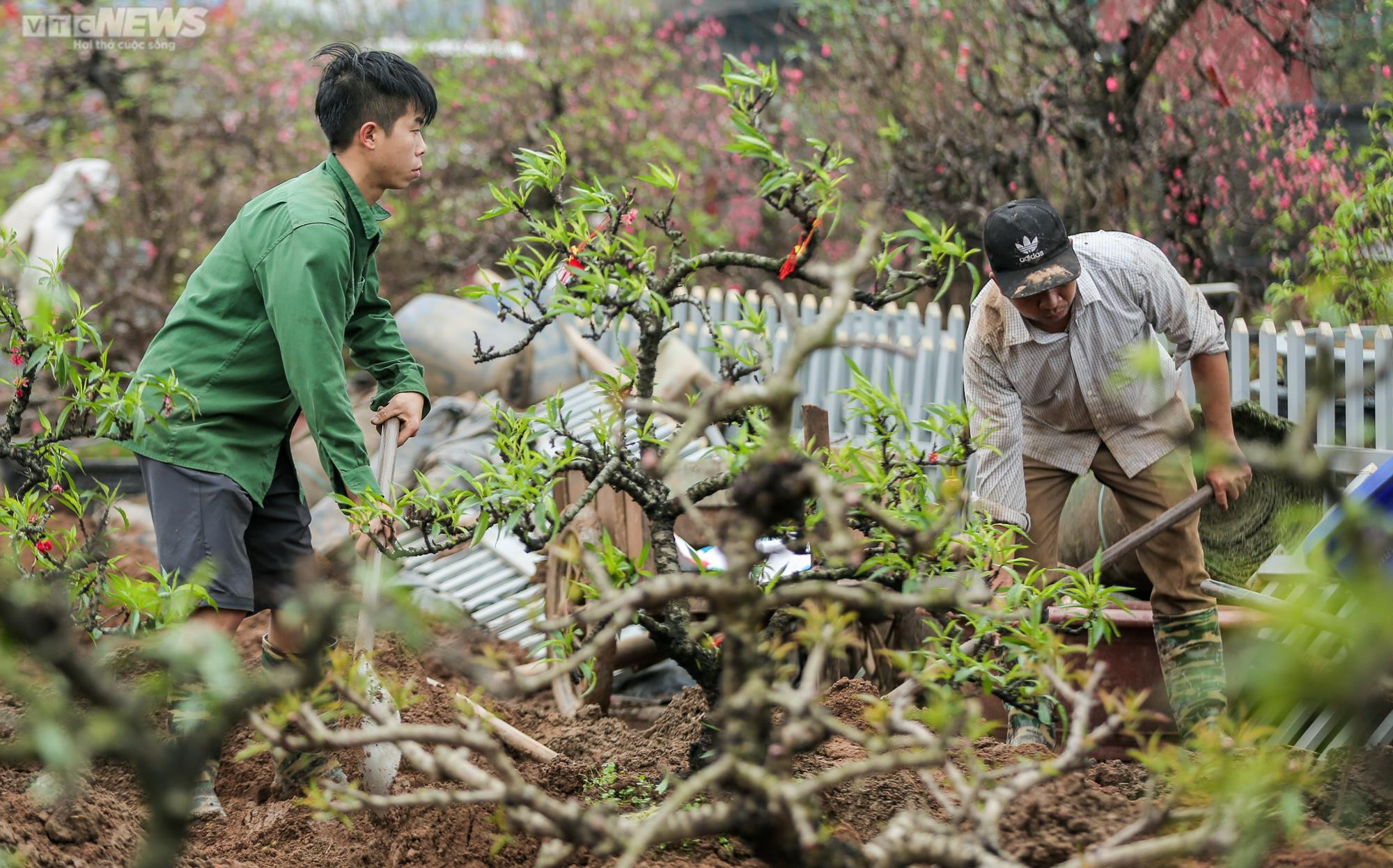 Người dân Hà Nội tất bật hồi sinh hàng trăm gốc đào Nhật Tân sau Tết - 9
