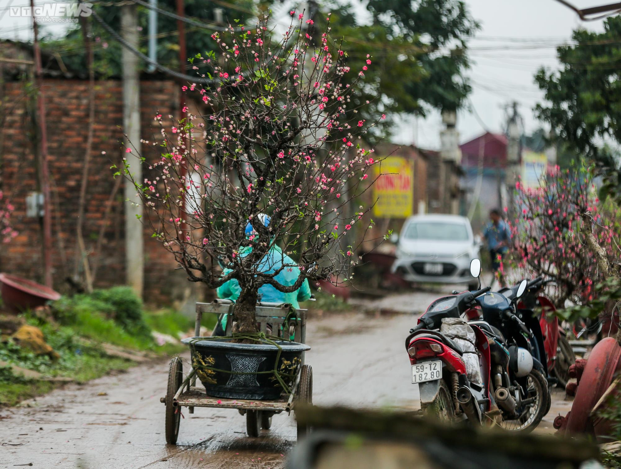 Người dân Hà Nội tất bật hồi sinh hàng trăm gốc đào Nhật Tân sau Tết - 2