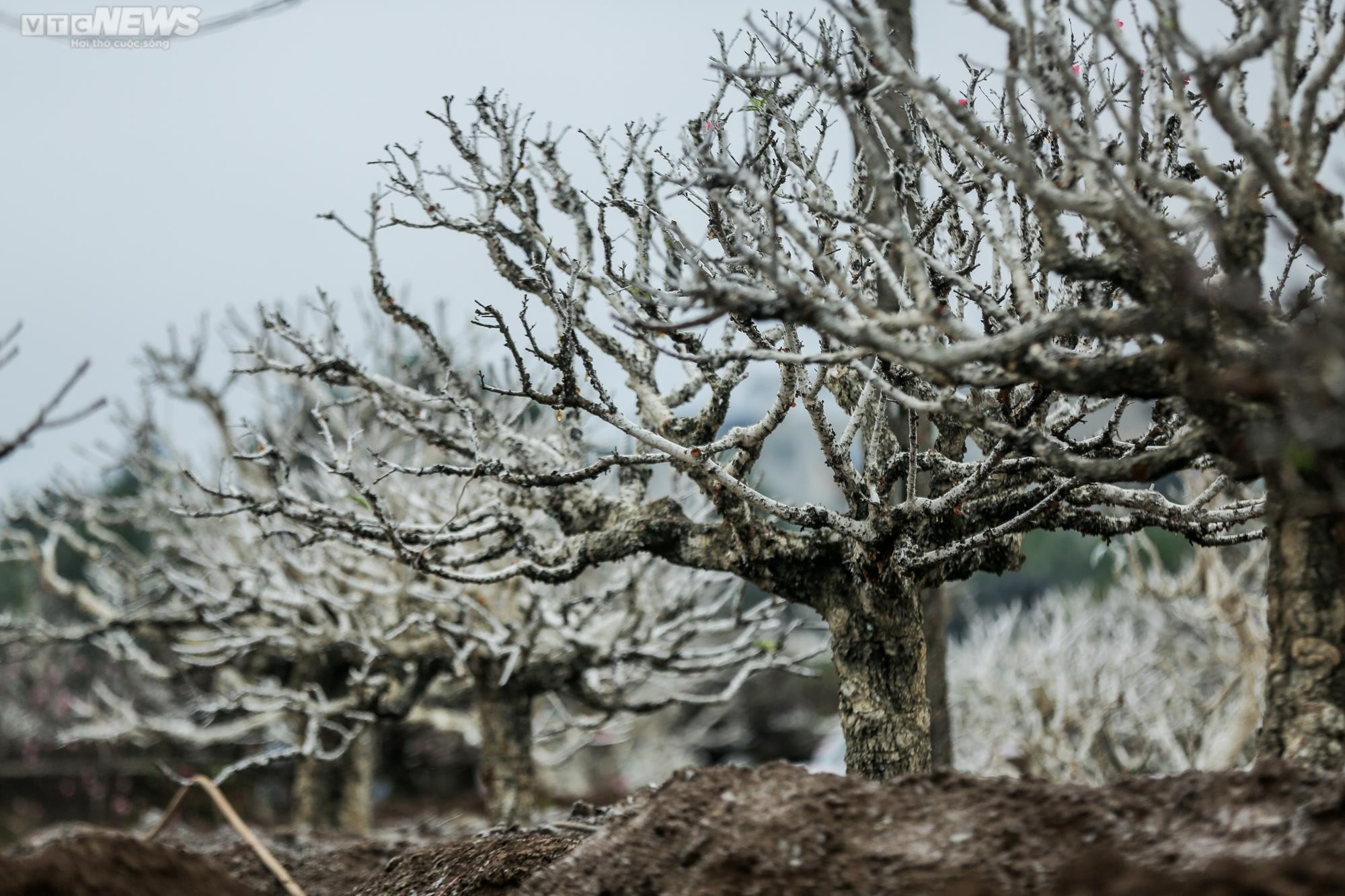 Người dân Hà Nội tất bật hồi sinh hàng trăm gốc đào Nhật Tân sau Tết - 14