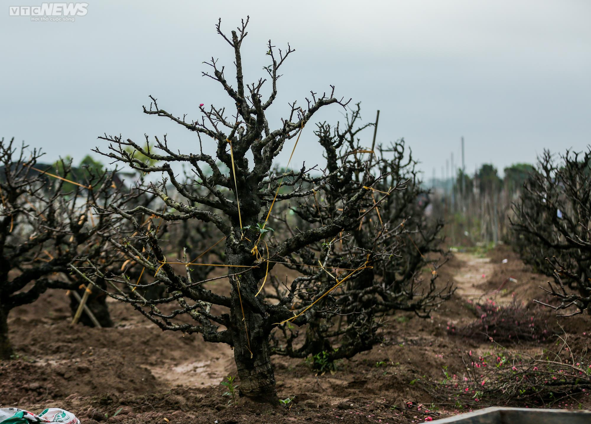 Người dân Hà Nội tất bật hồi sinh hàng trăm gốc đào Nhật Tân sau Tết - 15