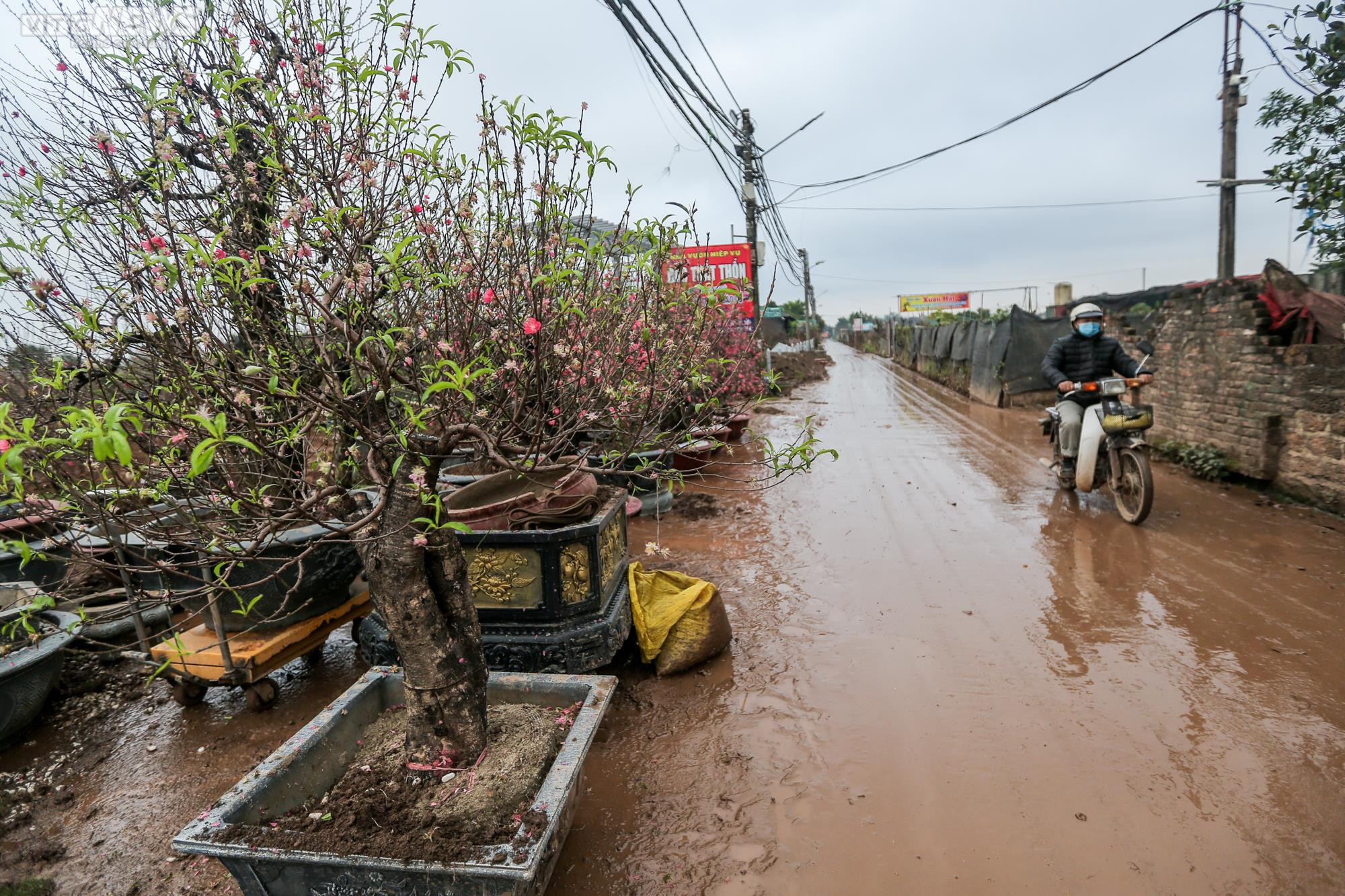 Người dân Hà Nội tất bật hồi sinh hàng trăm gốc đào Nhật Tân sau Tết - 1