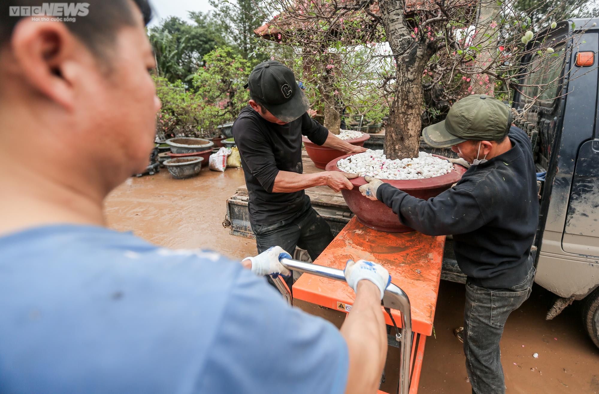 Người dân Hà Nội tất bật hồi sinh hàng trăm gốc đào Nhật Tân sau Tết - 4