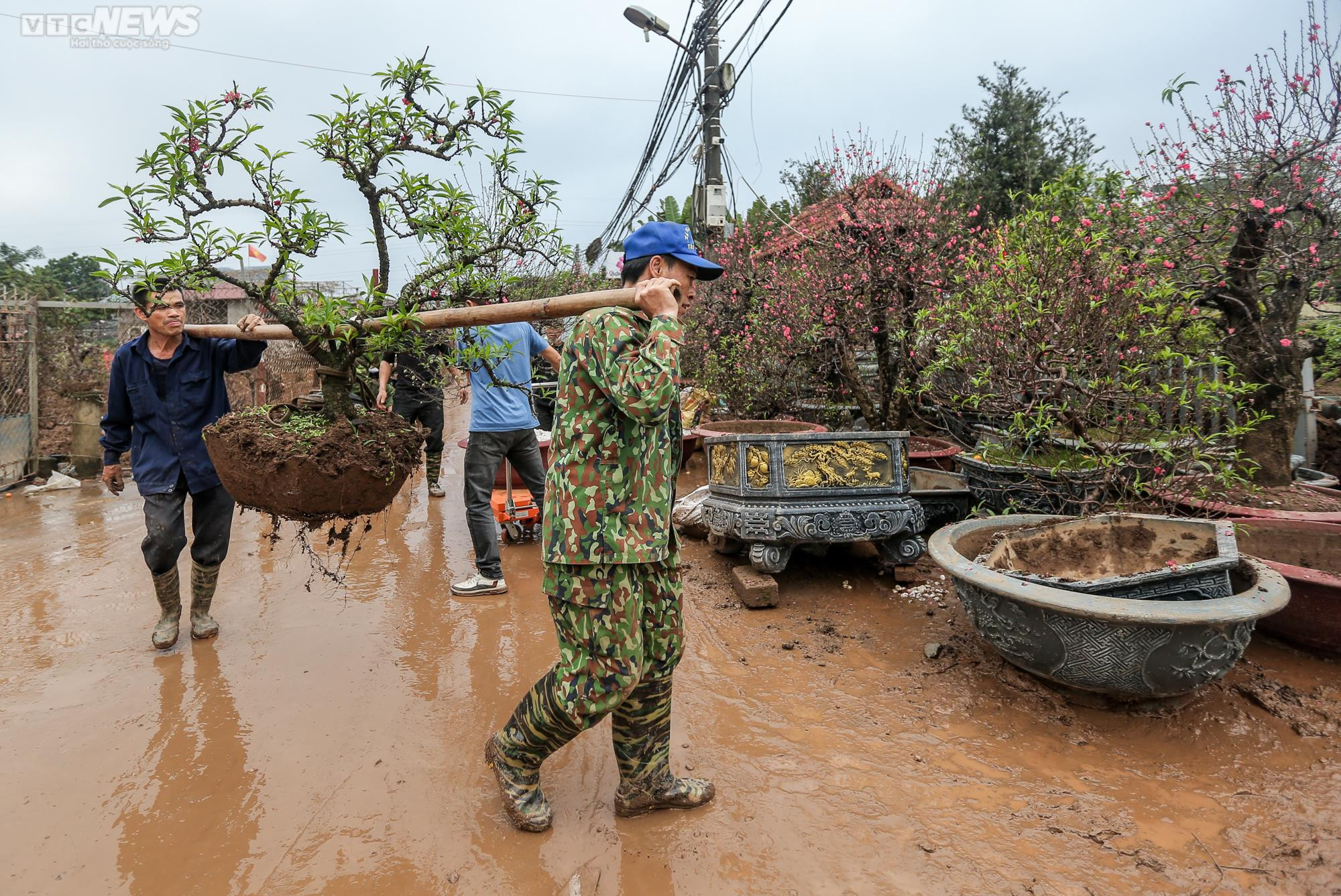 Người dân Hà Nội tất bật hồi sinh hàng trăm gốc đào Nhật Tân sau Tết - 5