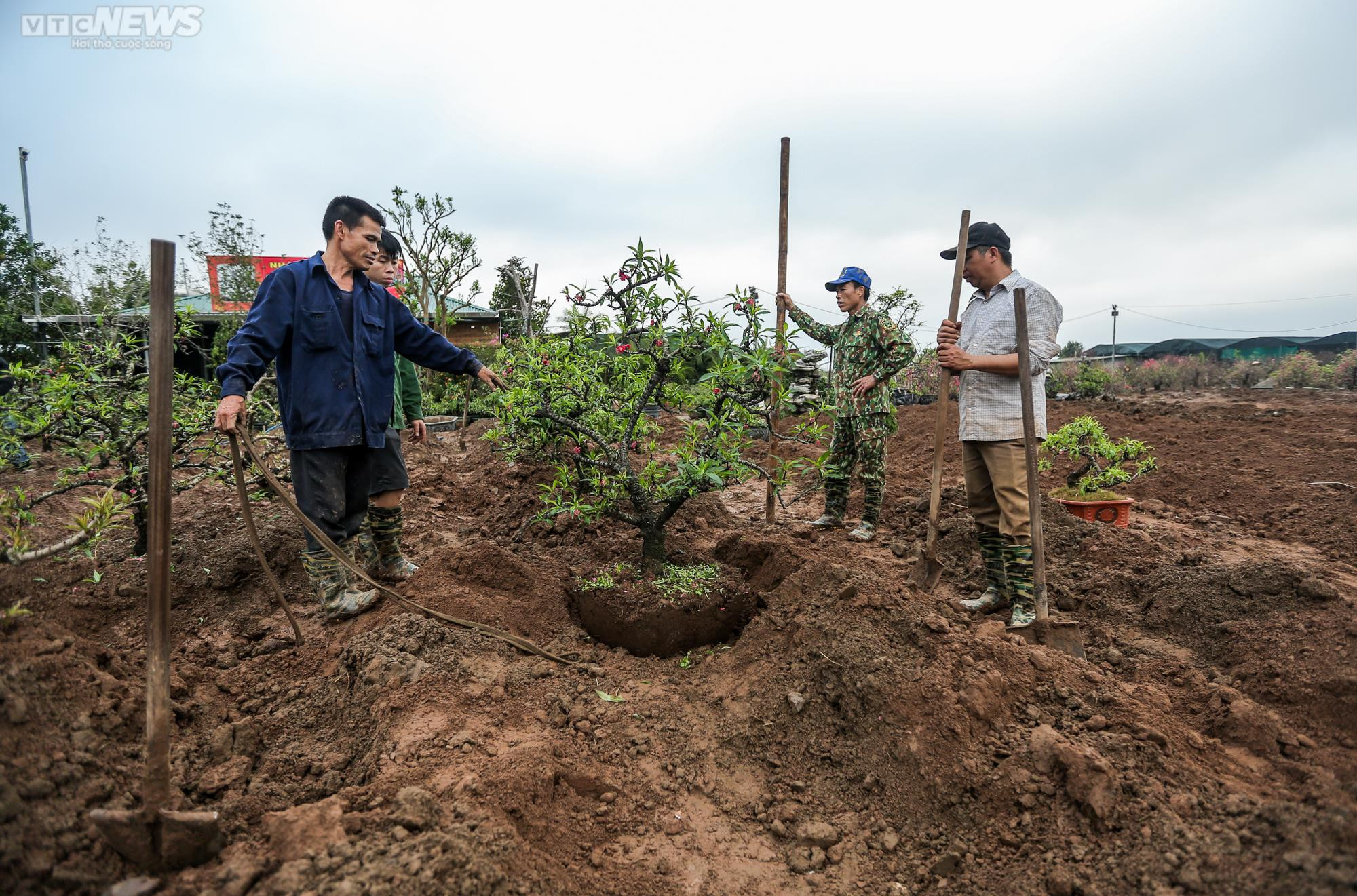 Người dân Hà Nội tất bật hồi sinh hàng trăm gốc đào Nhật Tân sau Tết - 7