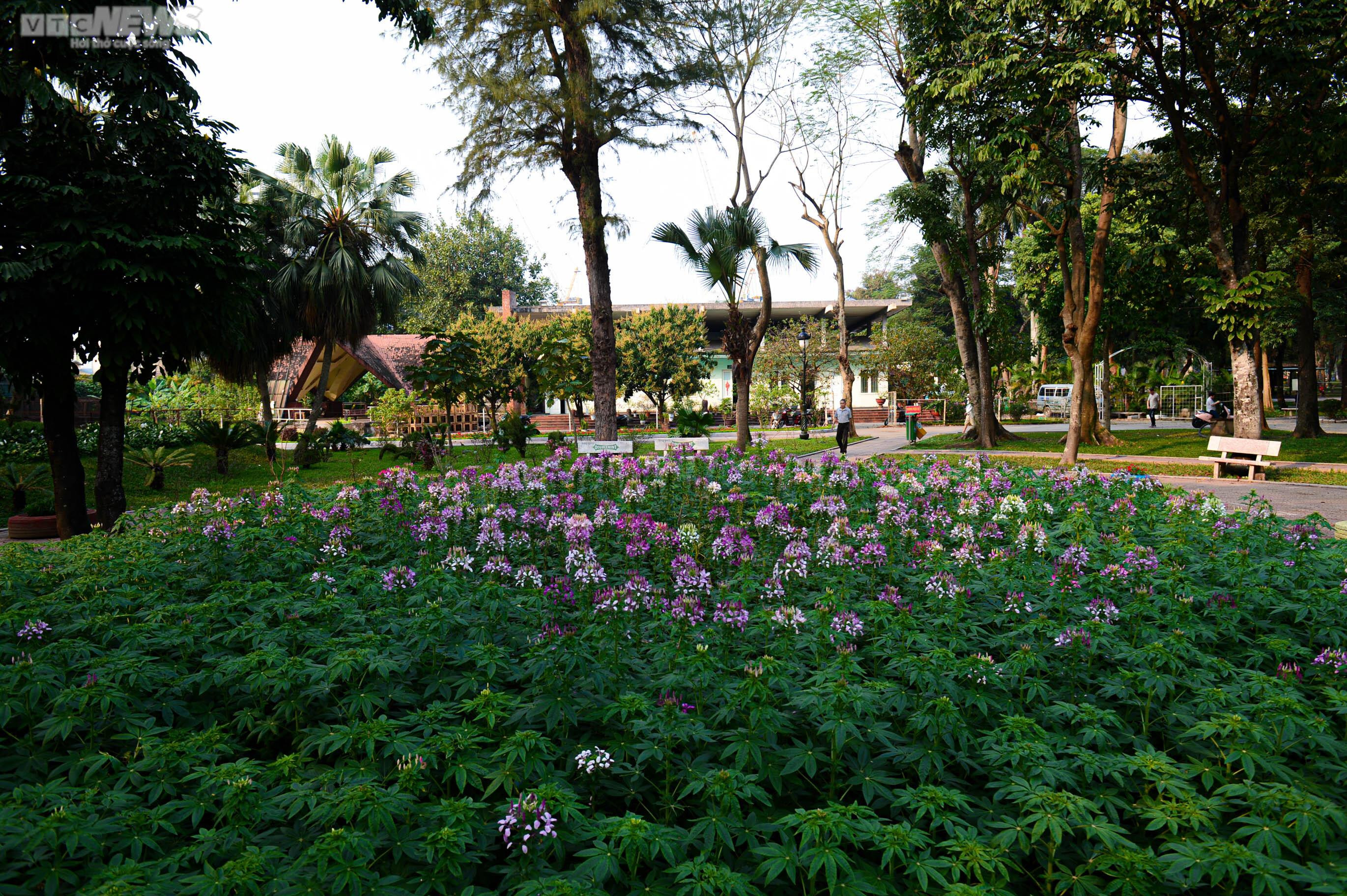 Diện mạo mới của Công viên Thống Nhất sau khi hạ rào để kết nối phố đi bộ - 12