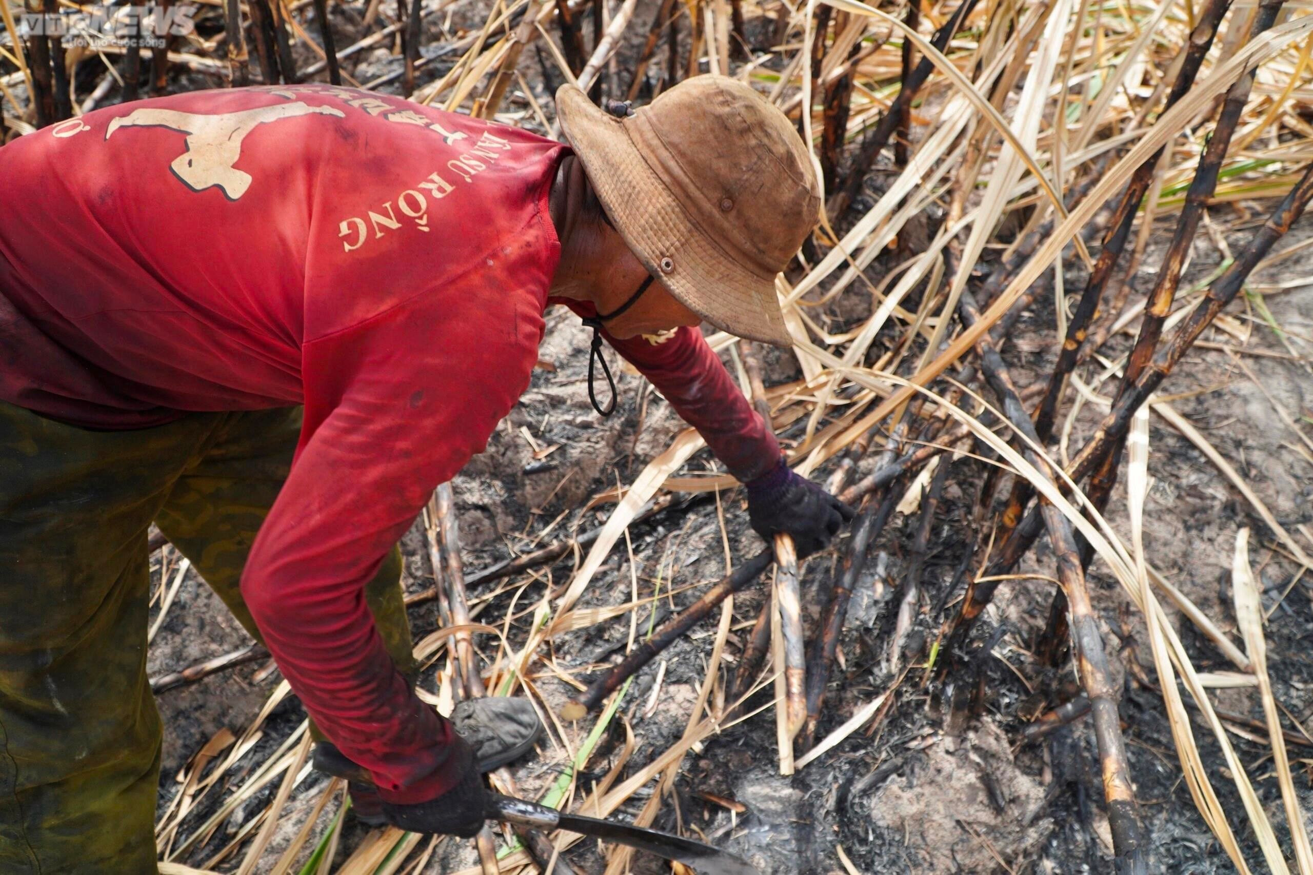 Ảnh: Hơn 300 ha mía cháy bất thường, nông dân Gia Lai thiệt hại nặng nề - 8