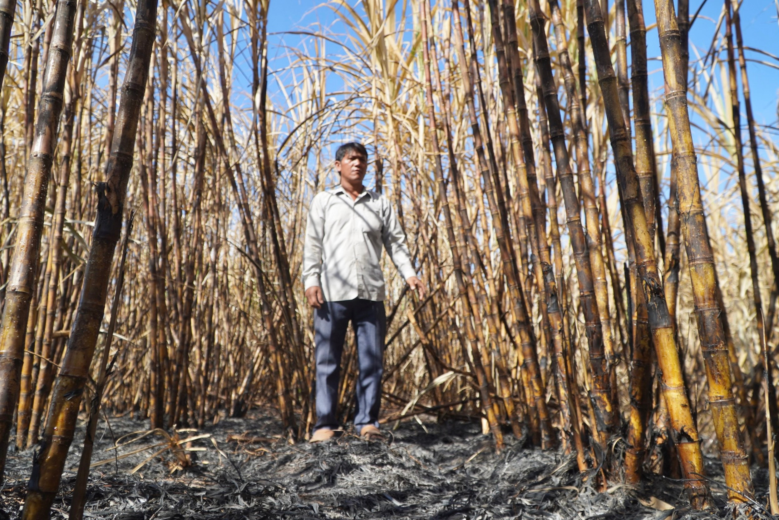 Ảnh: Hơn 300 ha mía cháy bất thường, nông dân Gia Lai thiệt hại nặng nề - 5