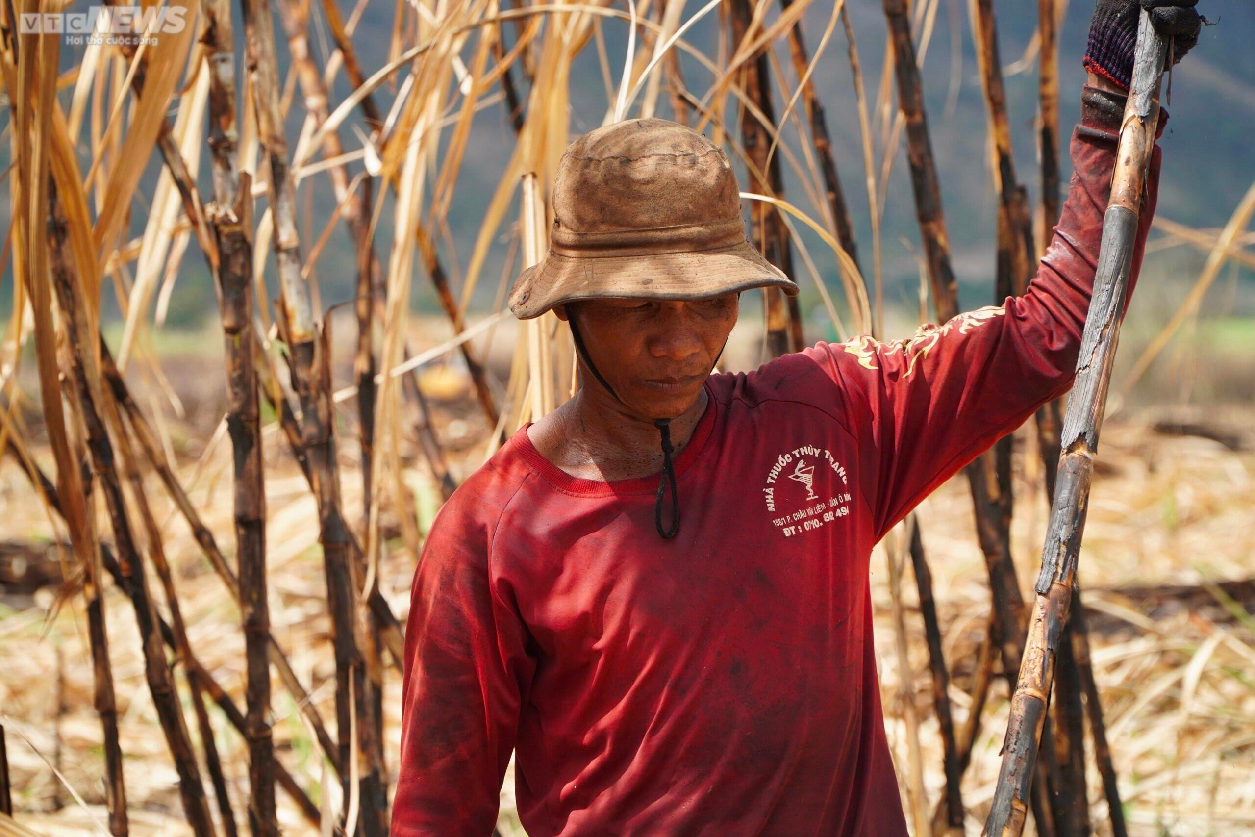 Ảnh: Hơn 300 ha mía cháy bất thường, nông dân Gia Lai thiệt hại nặng nề - 9