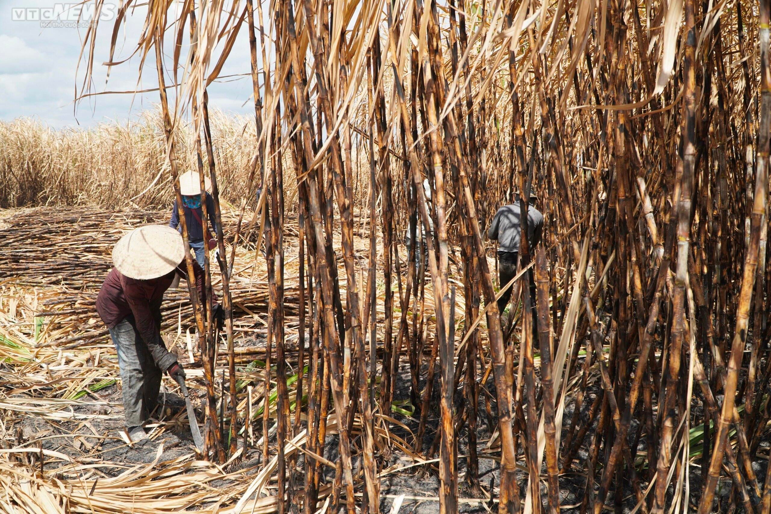 Ảnh: Hơn 300 ha mía cháy bất thường, nông dân Gia Lai thiệt hại nặng nề - 10