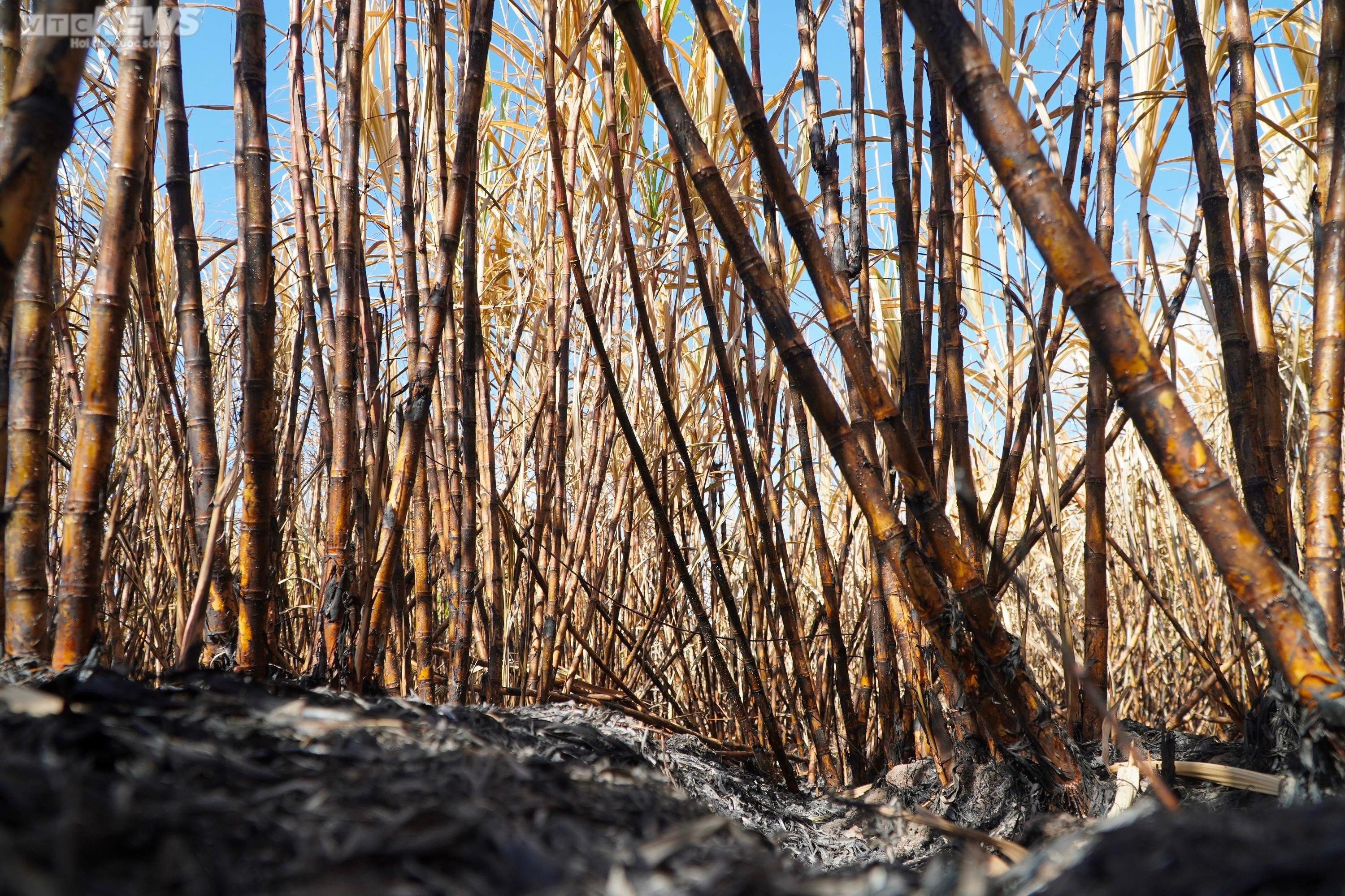 Ảnh: Hơn 300 ha mía cháy bất thường, nông dân Gia Lai thiệt hại nặng nề - 7