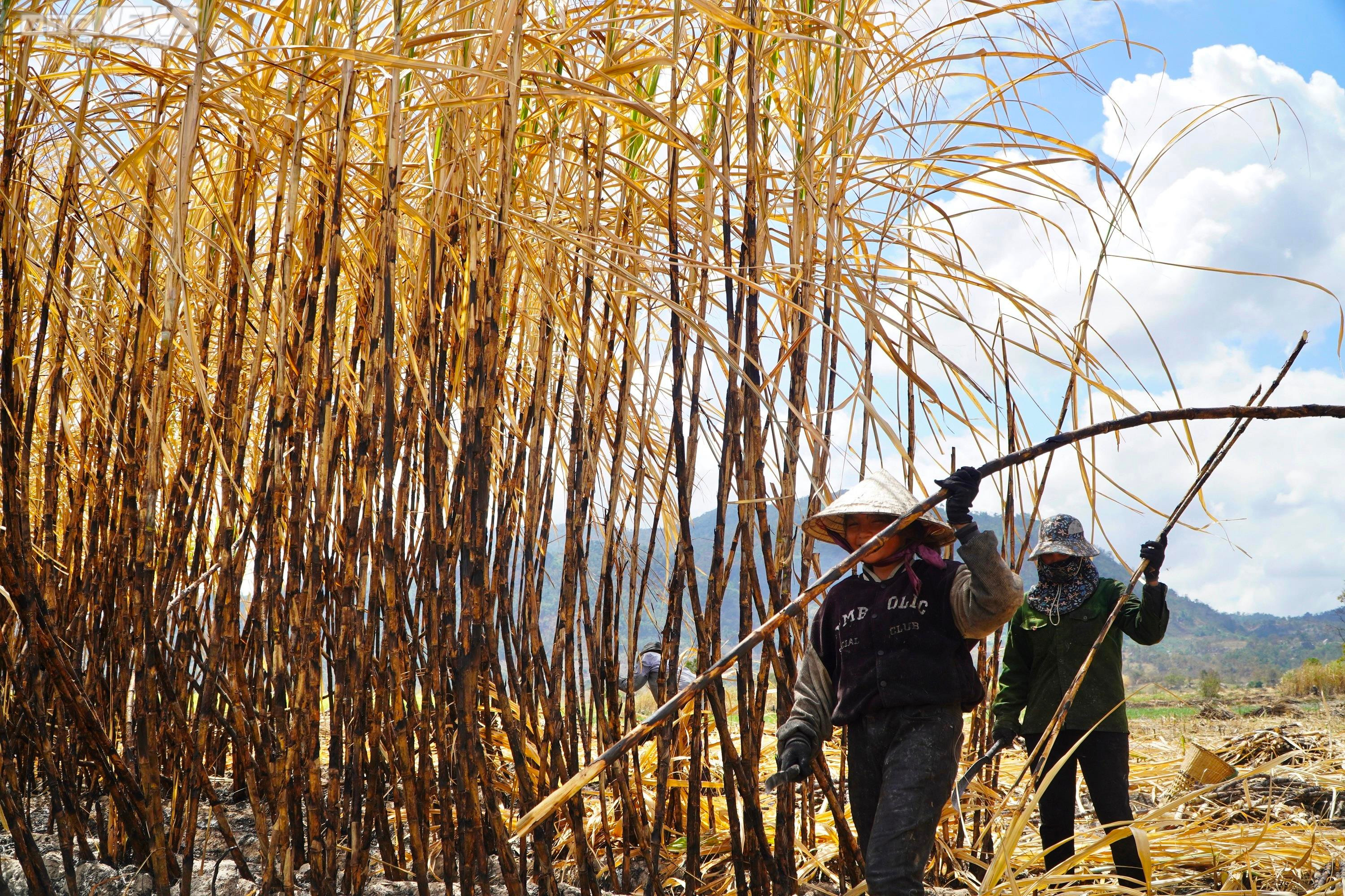 Ảnh: Hơn 300 ha mía cháy bất thường, nông dân Gia Lai thiệt hại nặng nề - 12