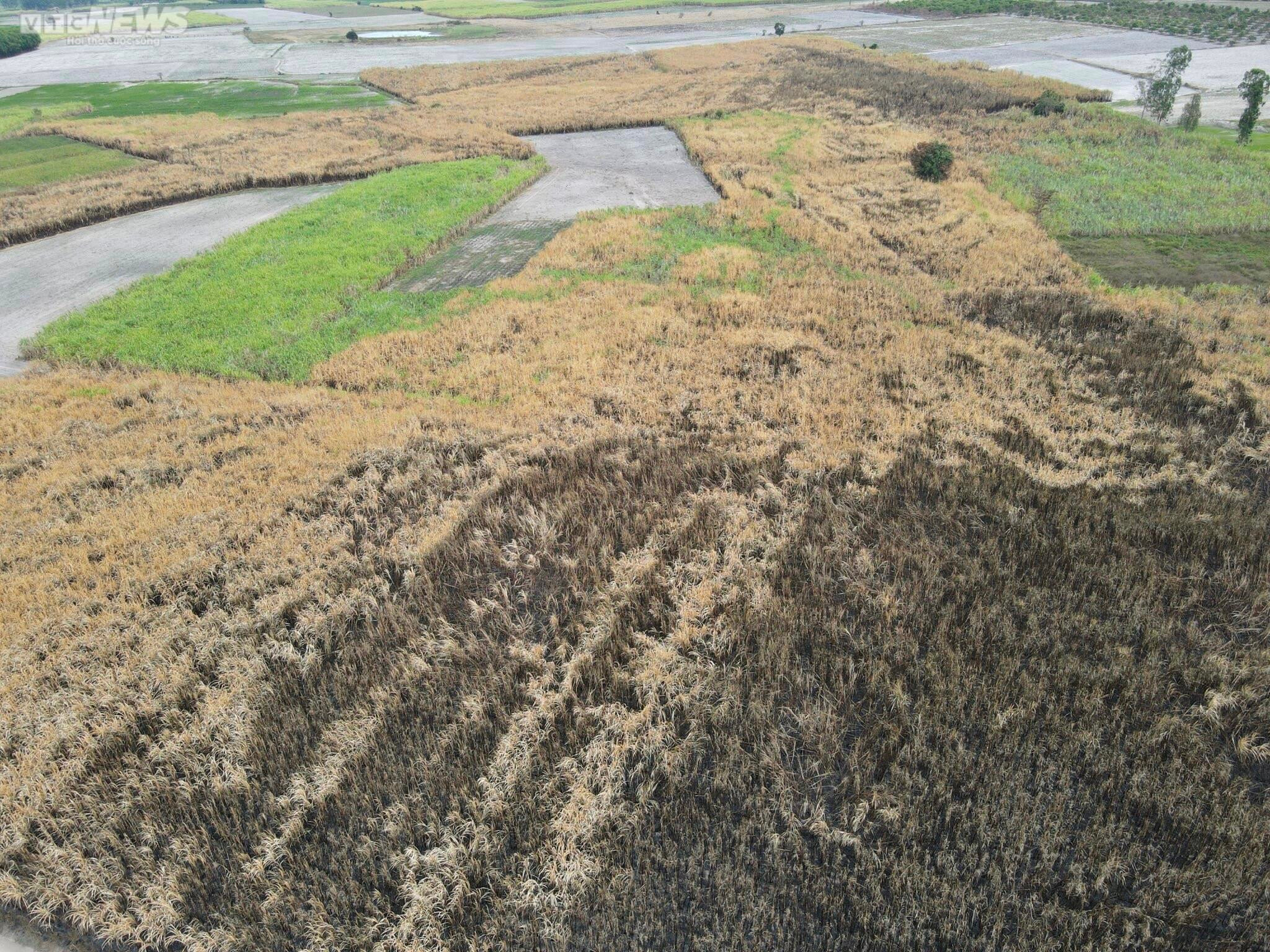 Ảnh: Hơn 300 ha mía cháy bất thường, nông dân Gia Lai thiệt hại nặng nề - 2