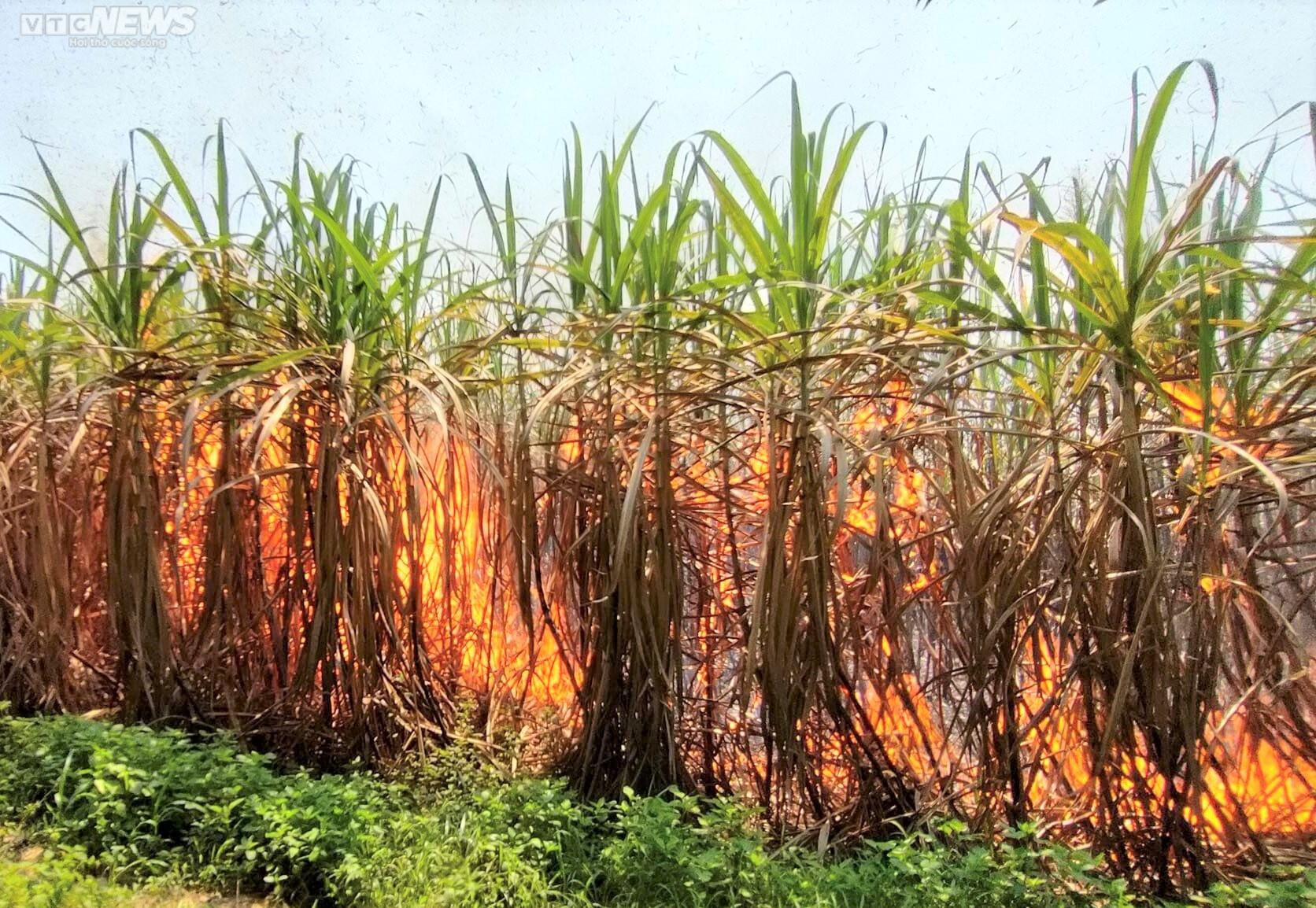 Ảnh: Hơn 300 ha mía cháy bất thường, nông dân Gia Lai thiệt hại nặng nề - 4