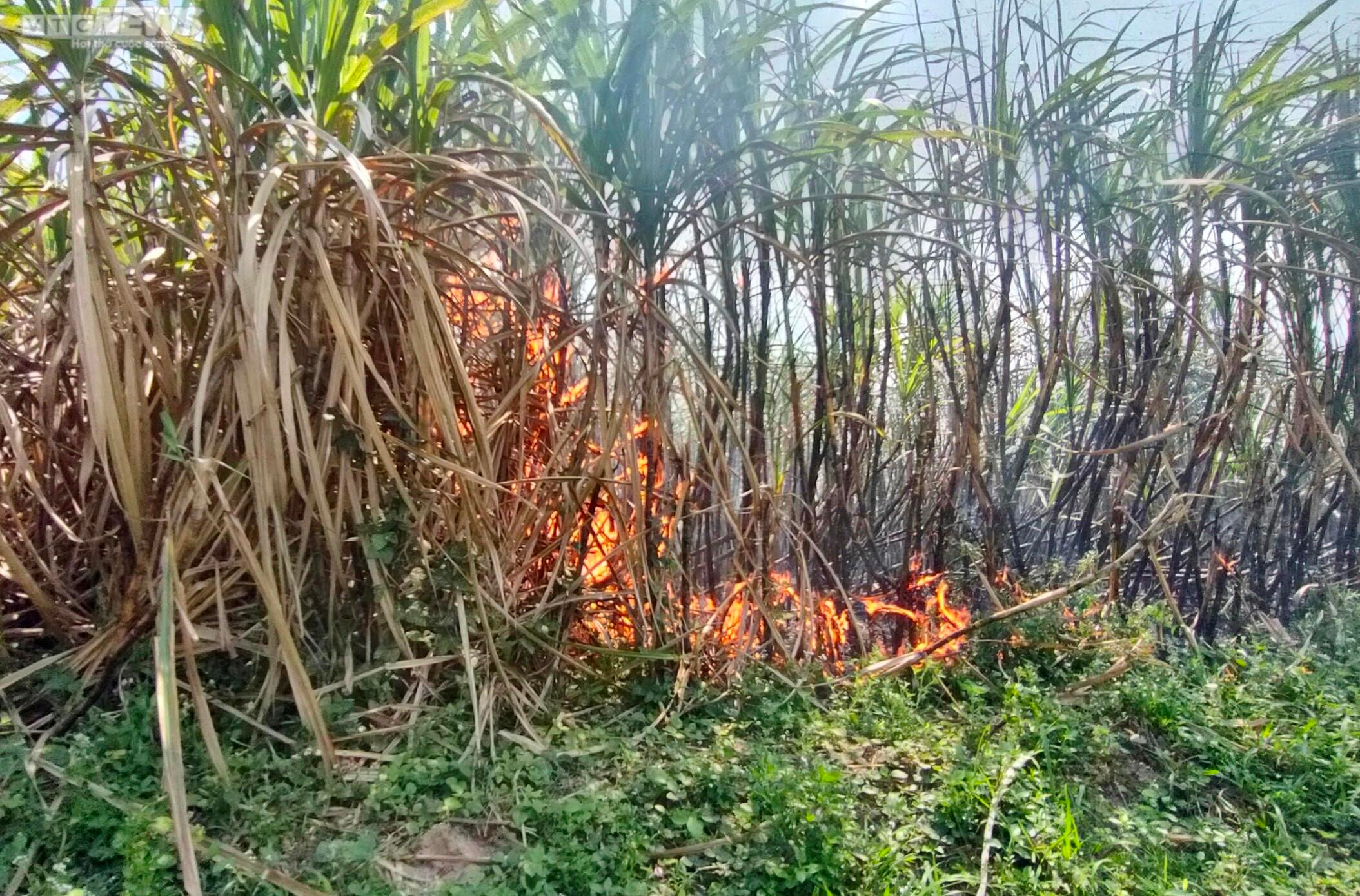 Ảnh: Hơn 300 ha mía cháy bất thường, nông dân Gia Lai thiệt hại nặng nề - 3