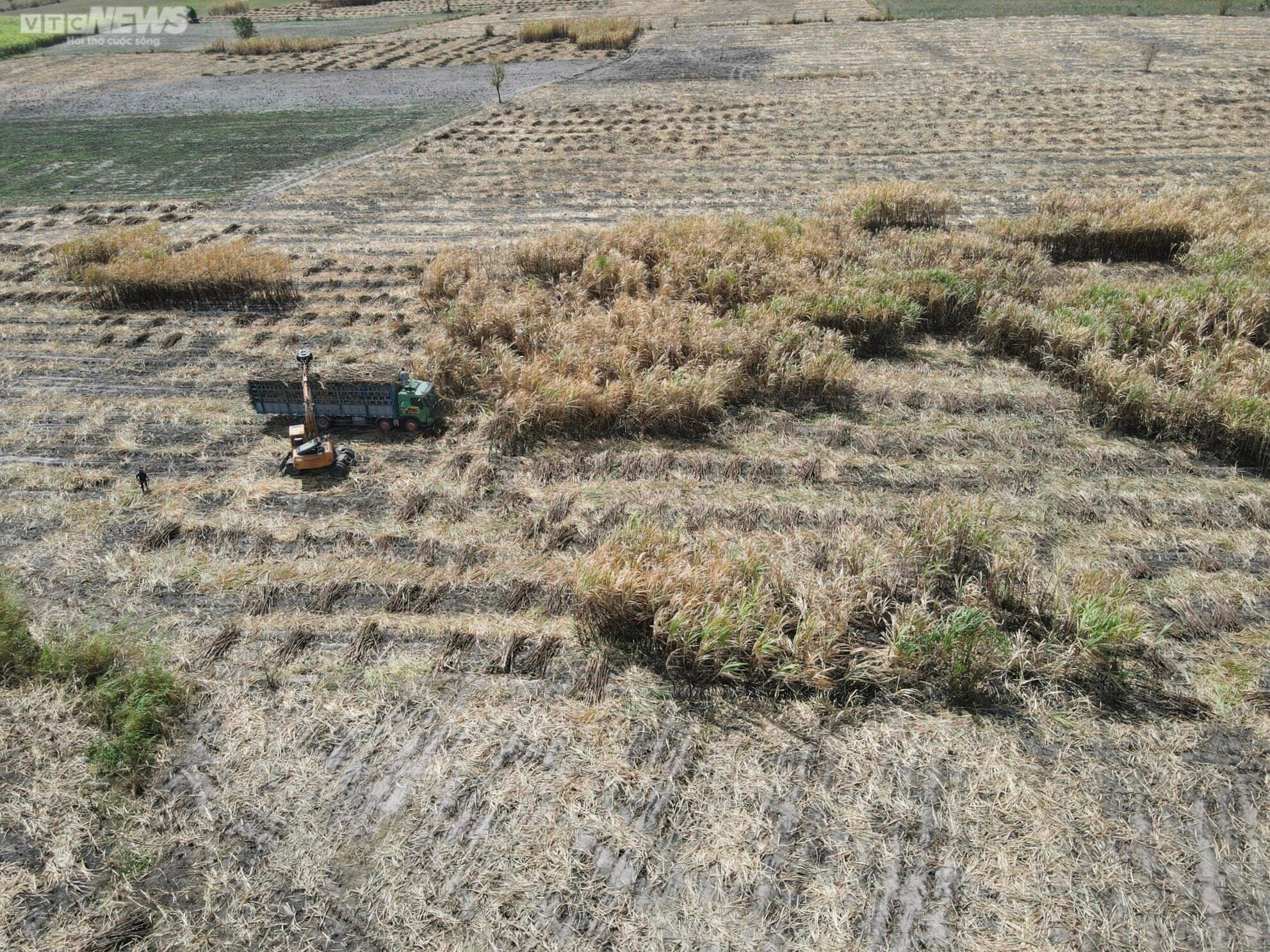 Ảnh: Hơn 300 ha mía cháy bất thường, nông dân Gia Lai thiệt hại nặng nề - 13