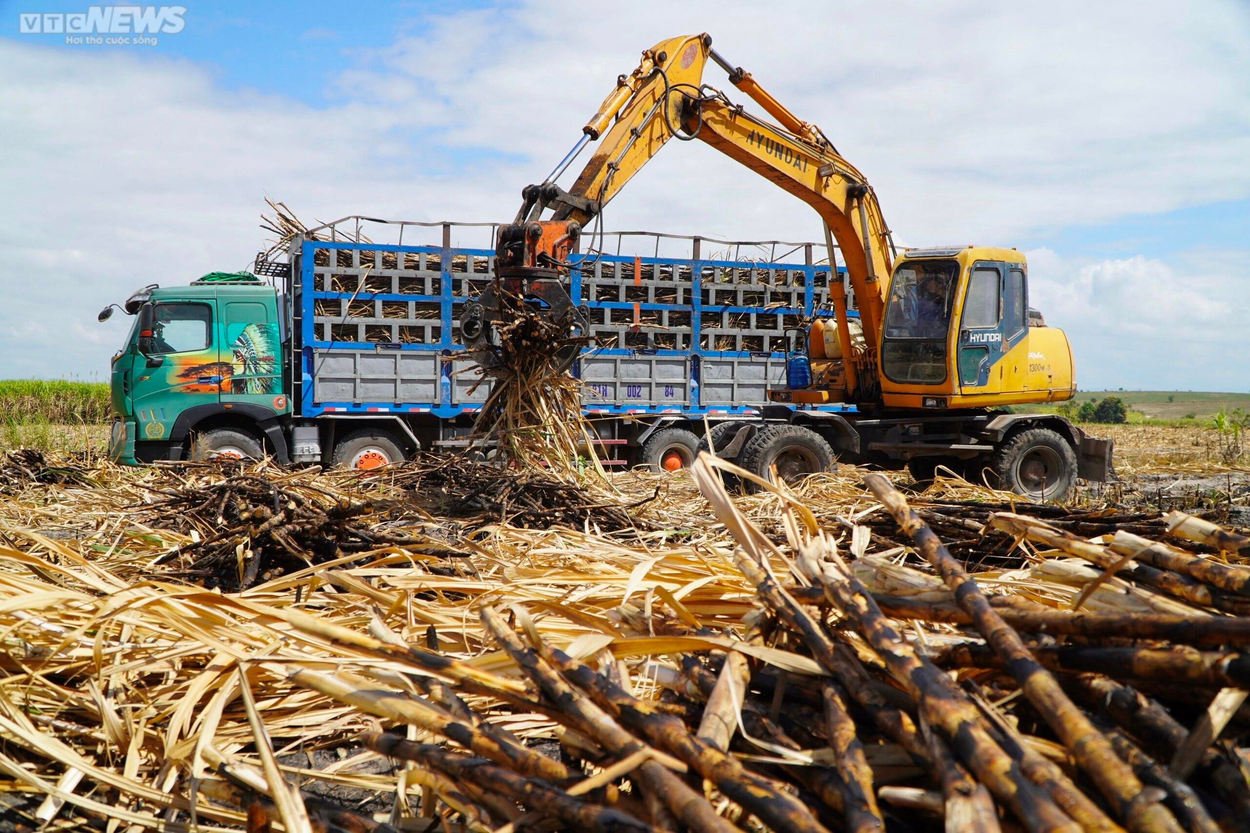 Ảnh: Hơn 300 ha mía cháy bất thường, nông dân Gia Lai thiệt hại nặng nề - 11