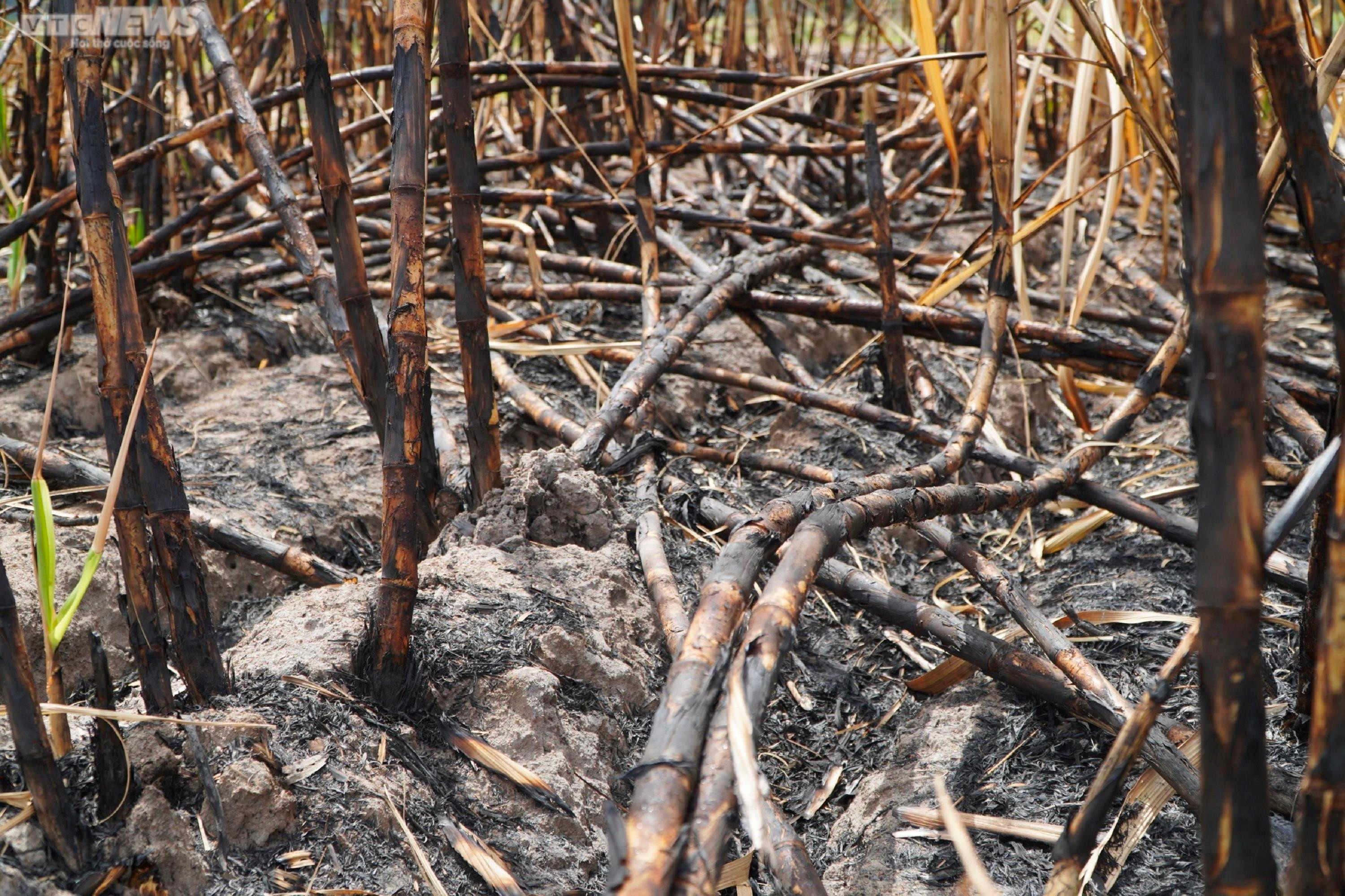 Ảnh: Hơn 300 ha mía cháy bất thường, nông dân Gia Lai thiệt hại nặng nề - 6