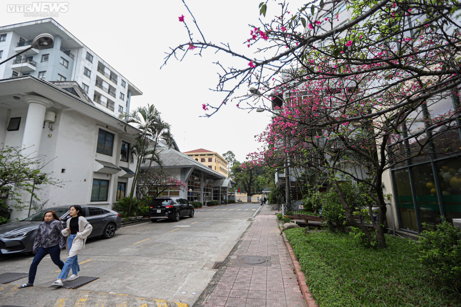 Ngắm hoa anh đào Nhật Bản khoe sắc ở Hà Nội - 7