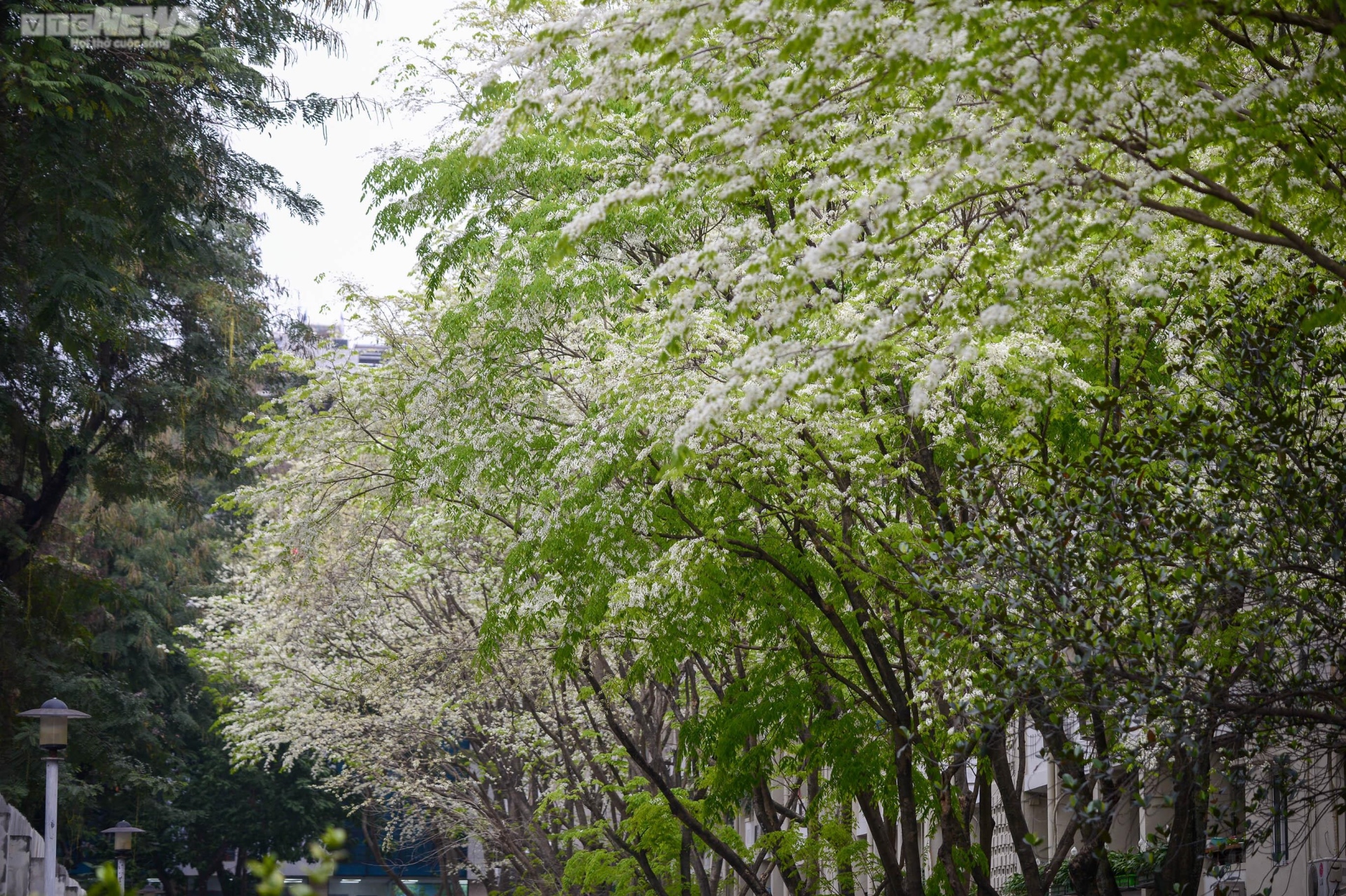 Hoa sưa nở trắng muốt giữa trời Hà Nội - 11