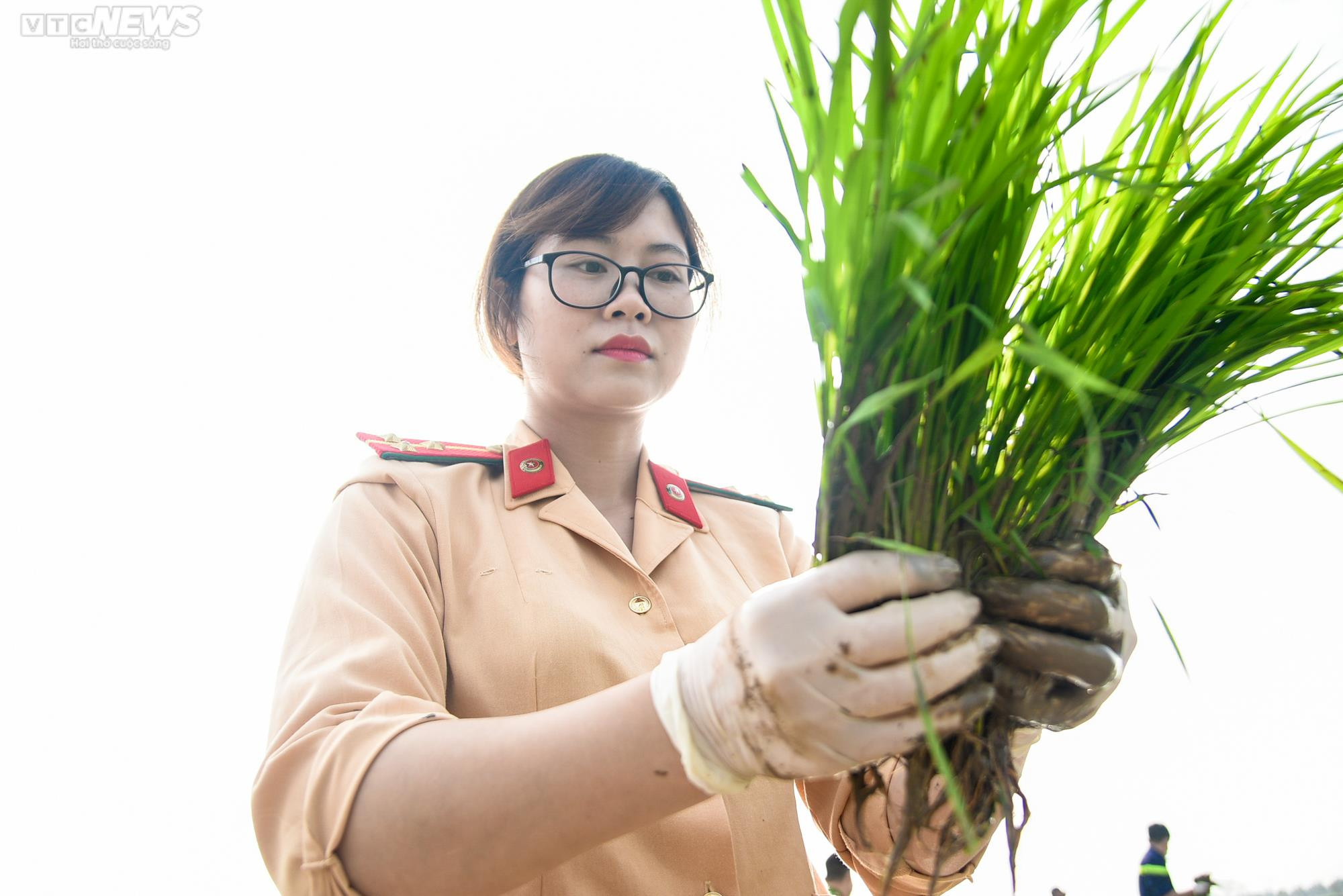 Vẻ đẹp bình dị của Công an Thủ đô khi lội ruộng cấy lúa cùng dân - 8