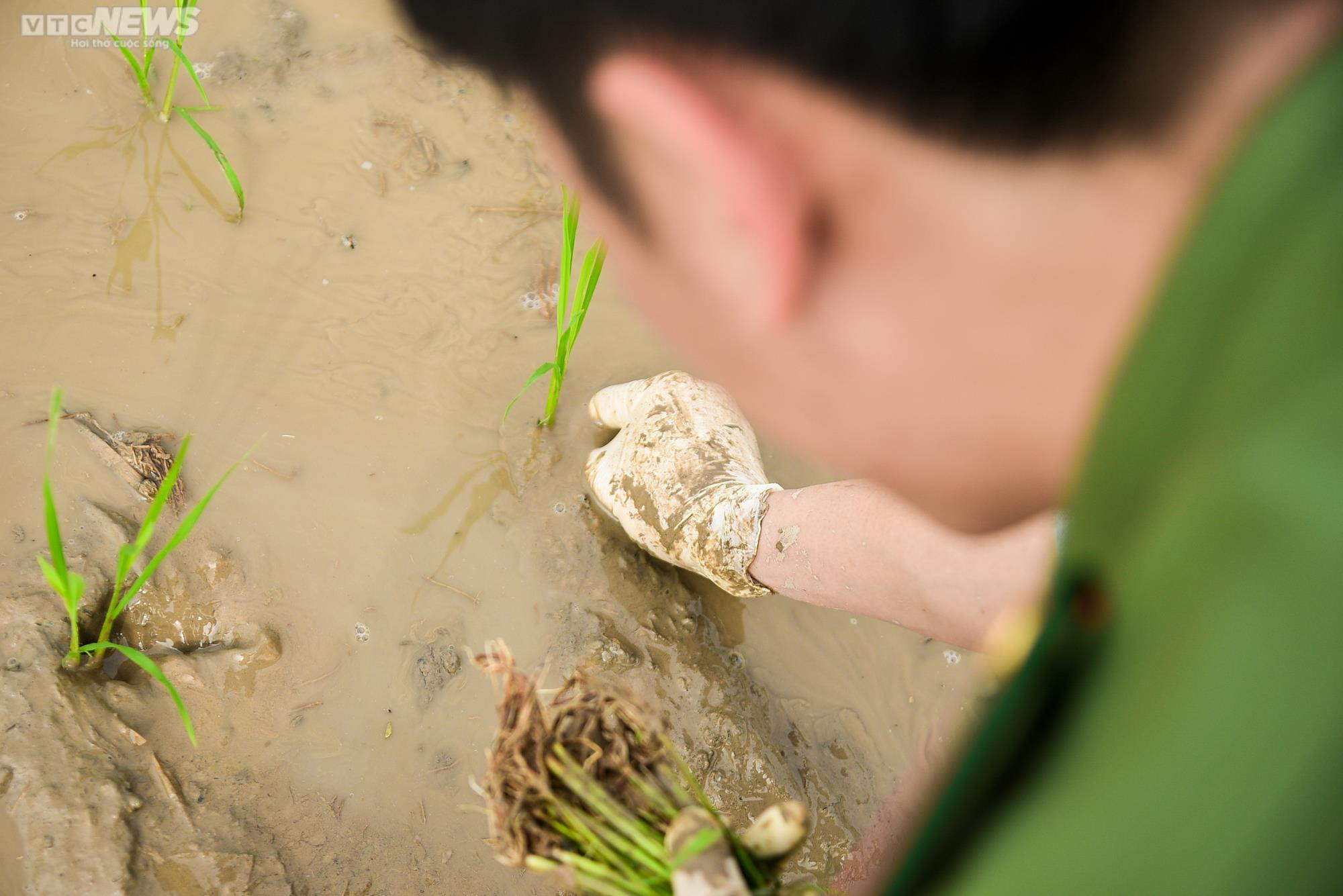 Vẻ đẹp bình dị của Công an Thủ đô khi lội ruộng cấy lúa cùng dân - 9