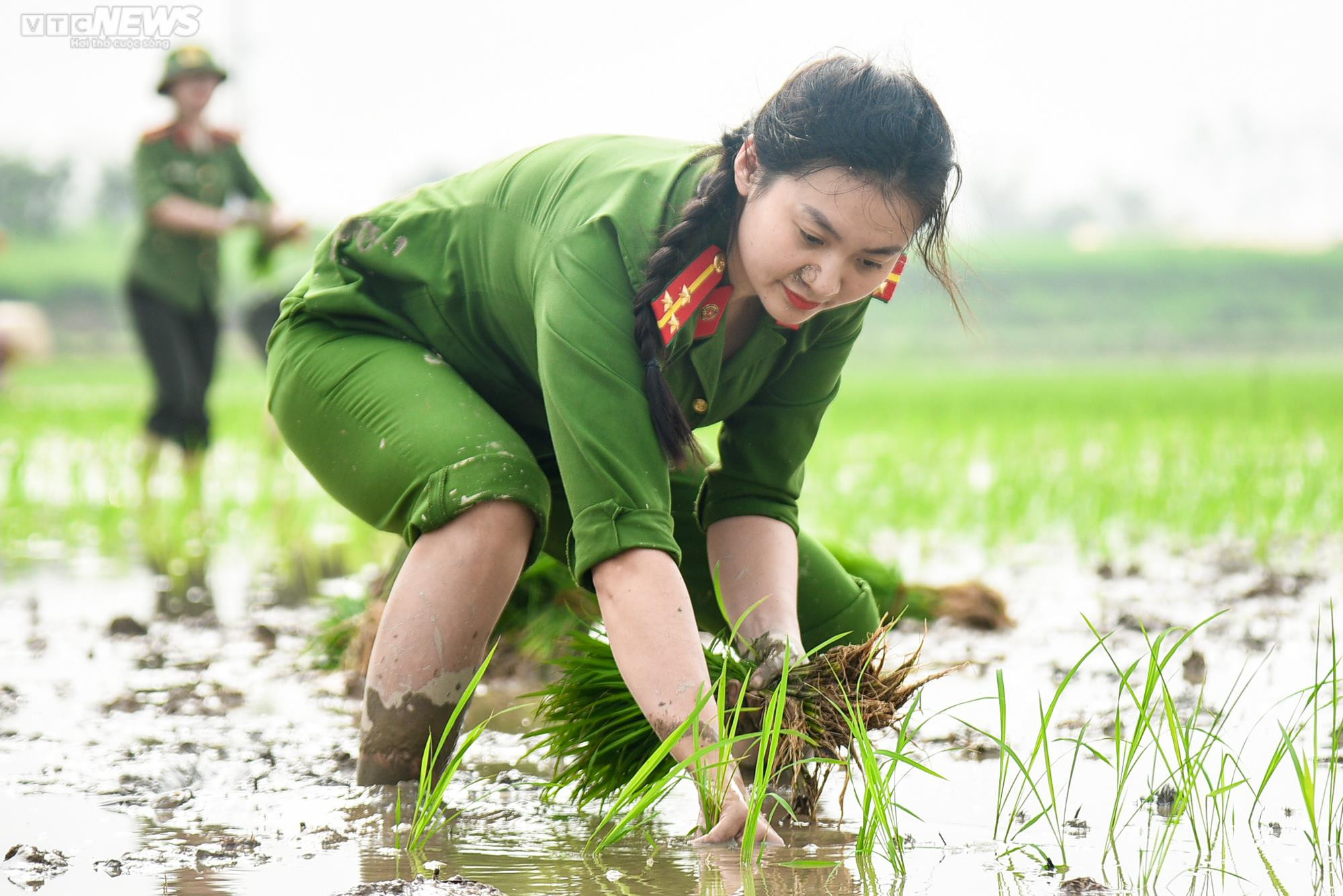 Vẻ đẹp bình dị của Công an Thủ đô khi lội ruộng cấy lúa cùng dân - 7