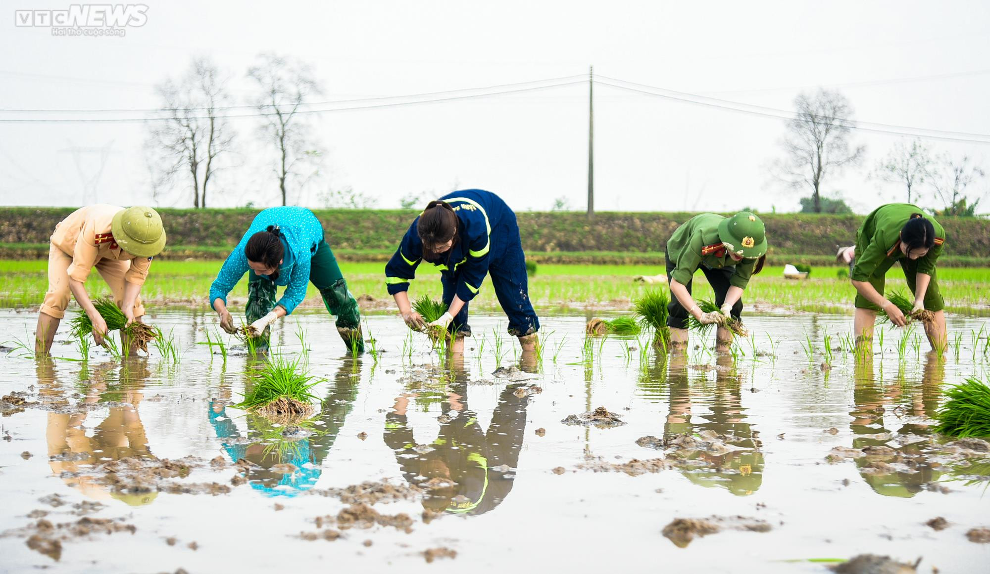 Vẻ đẹp bình dị của Công an Thủ đô khi lội ruộng cấy lúa cùng dân - 6