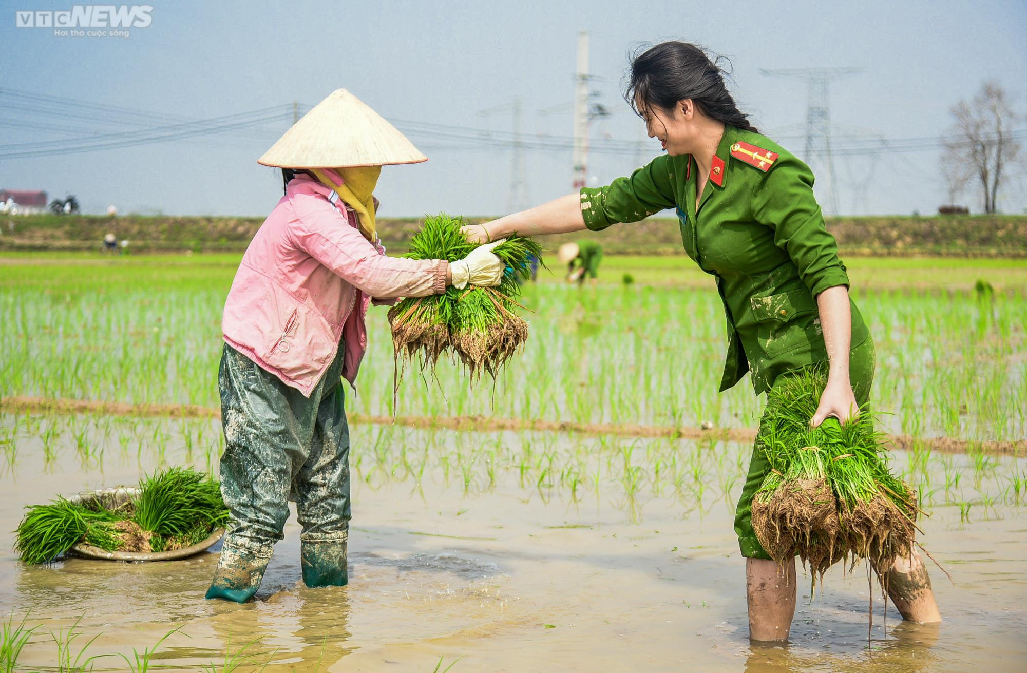 Vẻ đẹp bình dị của Công an Thủ đô khi lội ruộng cấy lúa cùng dân - 4