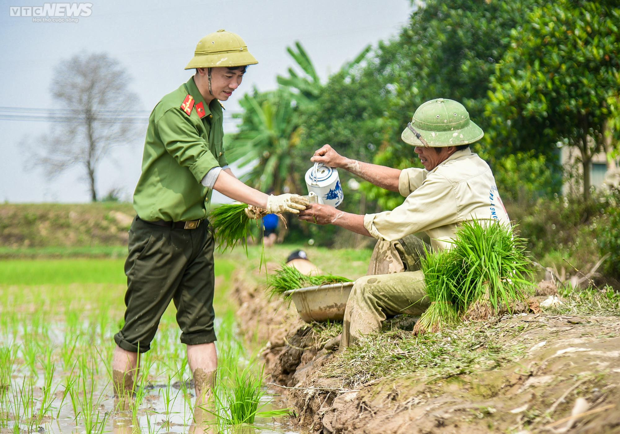 Vẻ đẹp bình dị của Công an Thủ đô khi lội ruộng cấy lúa cùng dân - 11
