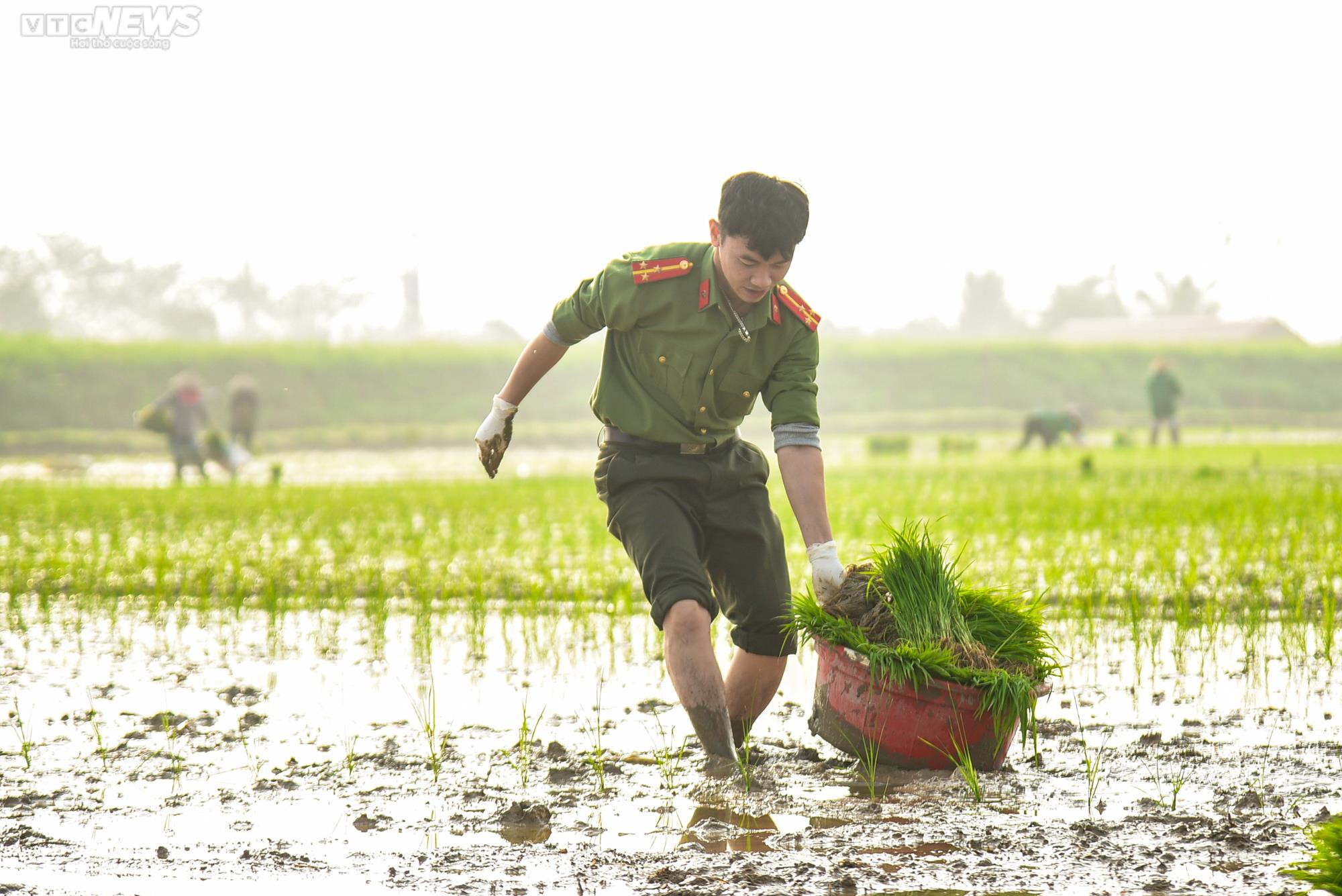 Vẻ đẹp bình dị của Công an Thủ đô khi lội ruộng cấy lúa cùng dân - 3