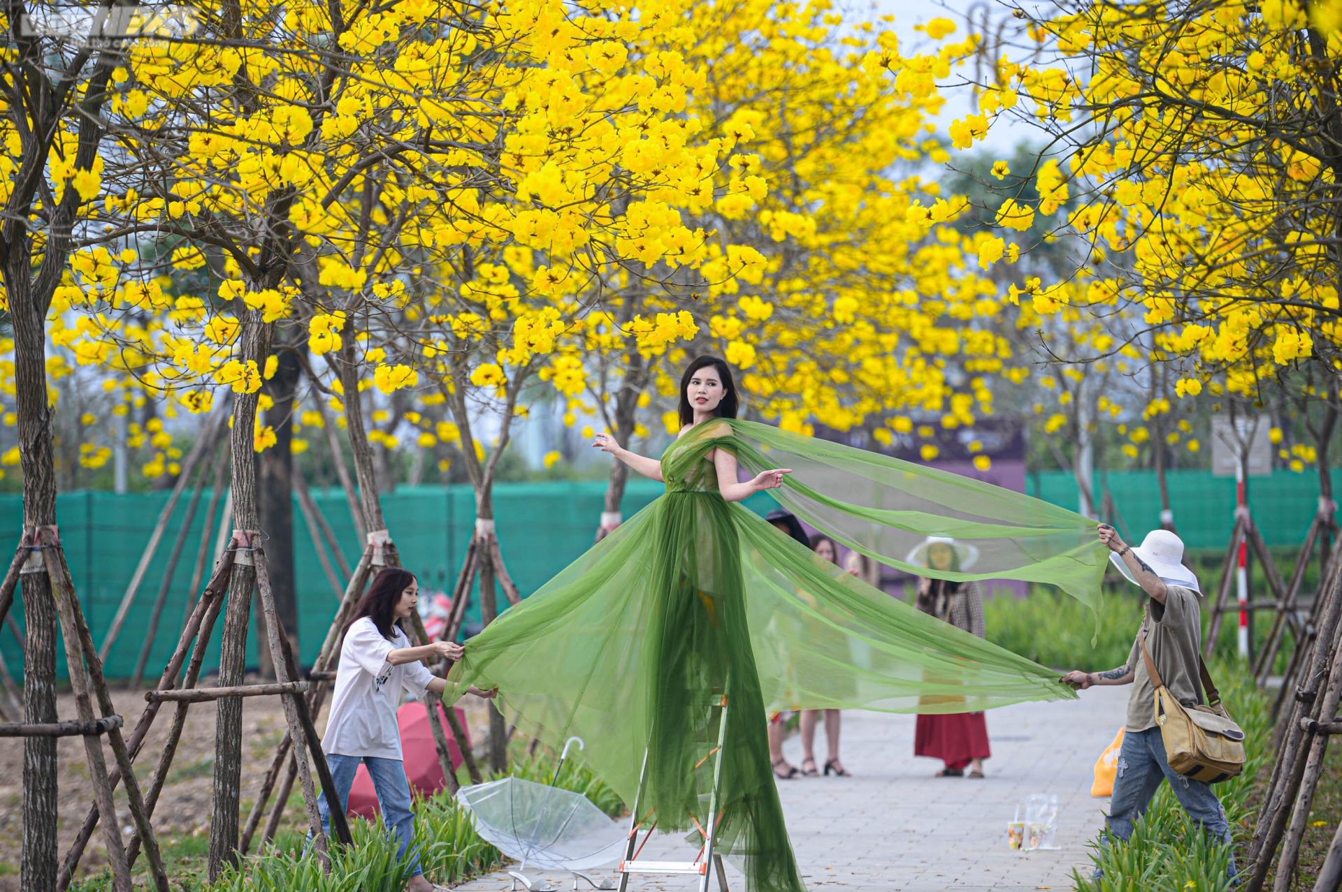 Mê mẩn ngắm nhìn con đường hoa phong linh vàng rực rỡ ở Thủ đô - 6