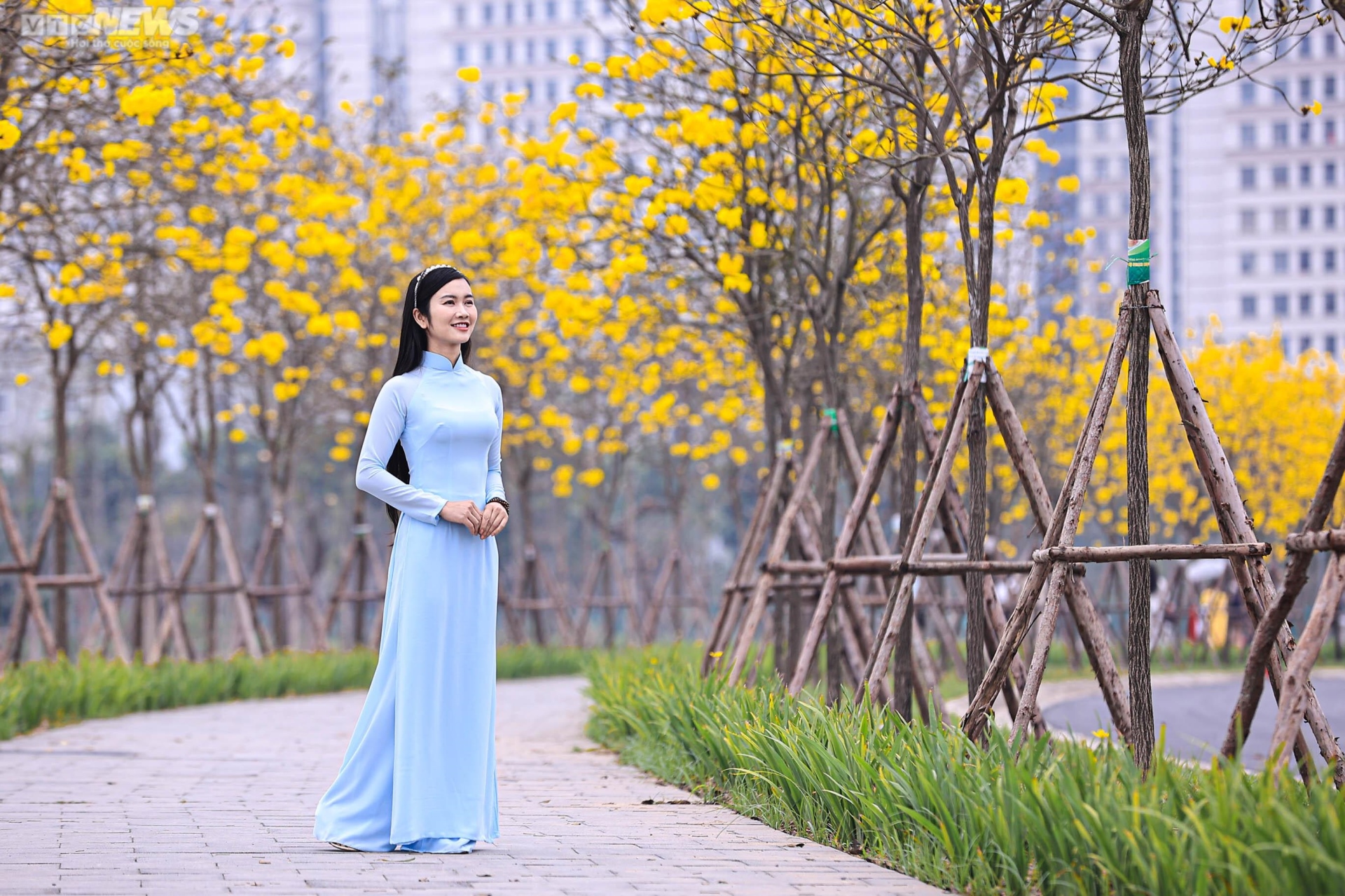 Mê mẩn ngắm nhìn con đường hoa phong linh vàng rực rỡ ở Thủ đô - 8