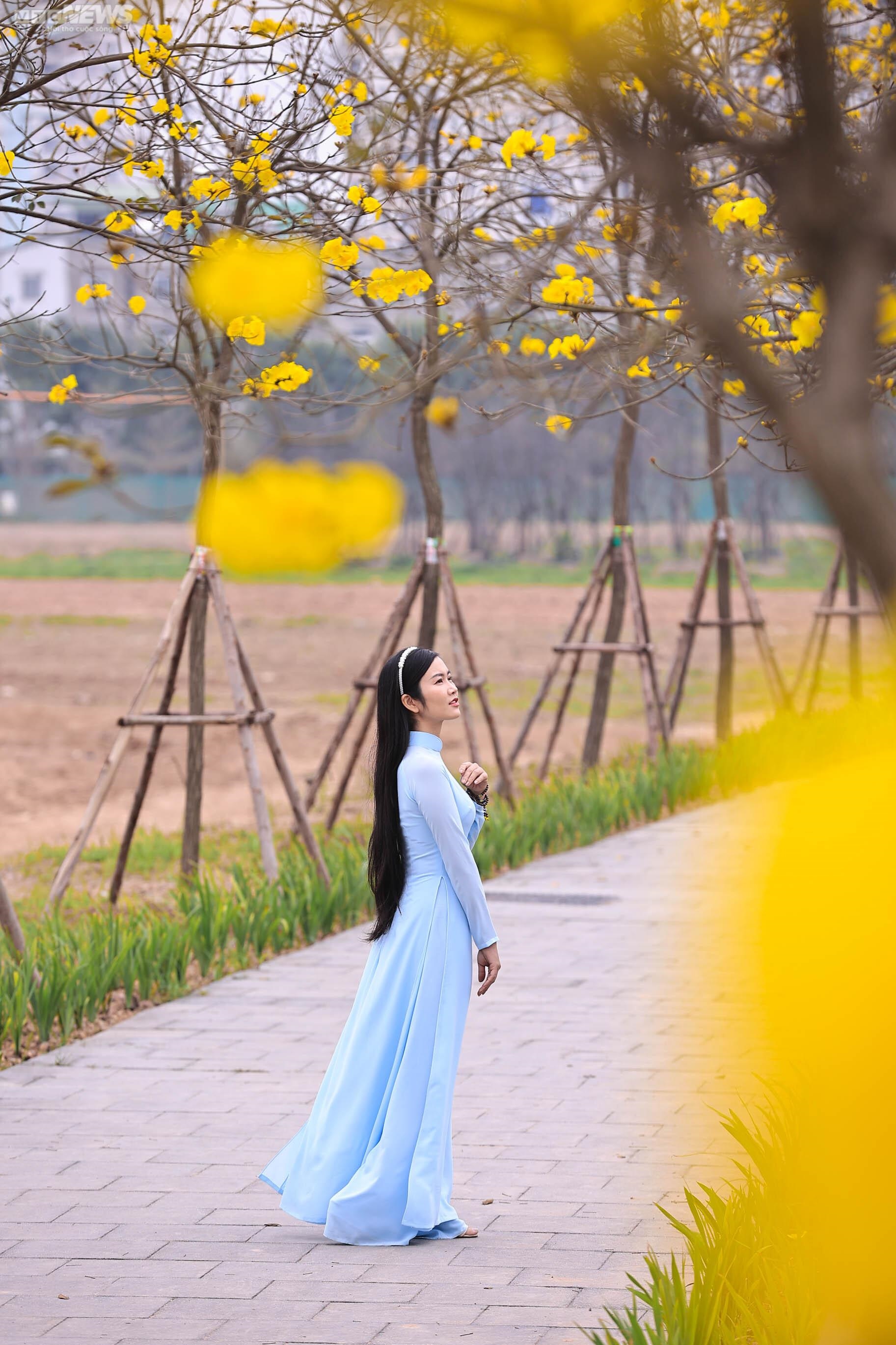 Mê mẩn ngắm nhìn con đường hoa phong linh vàng rực rỡ ở Thủ đô - 9