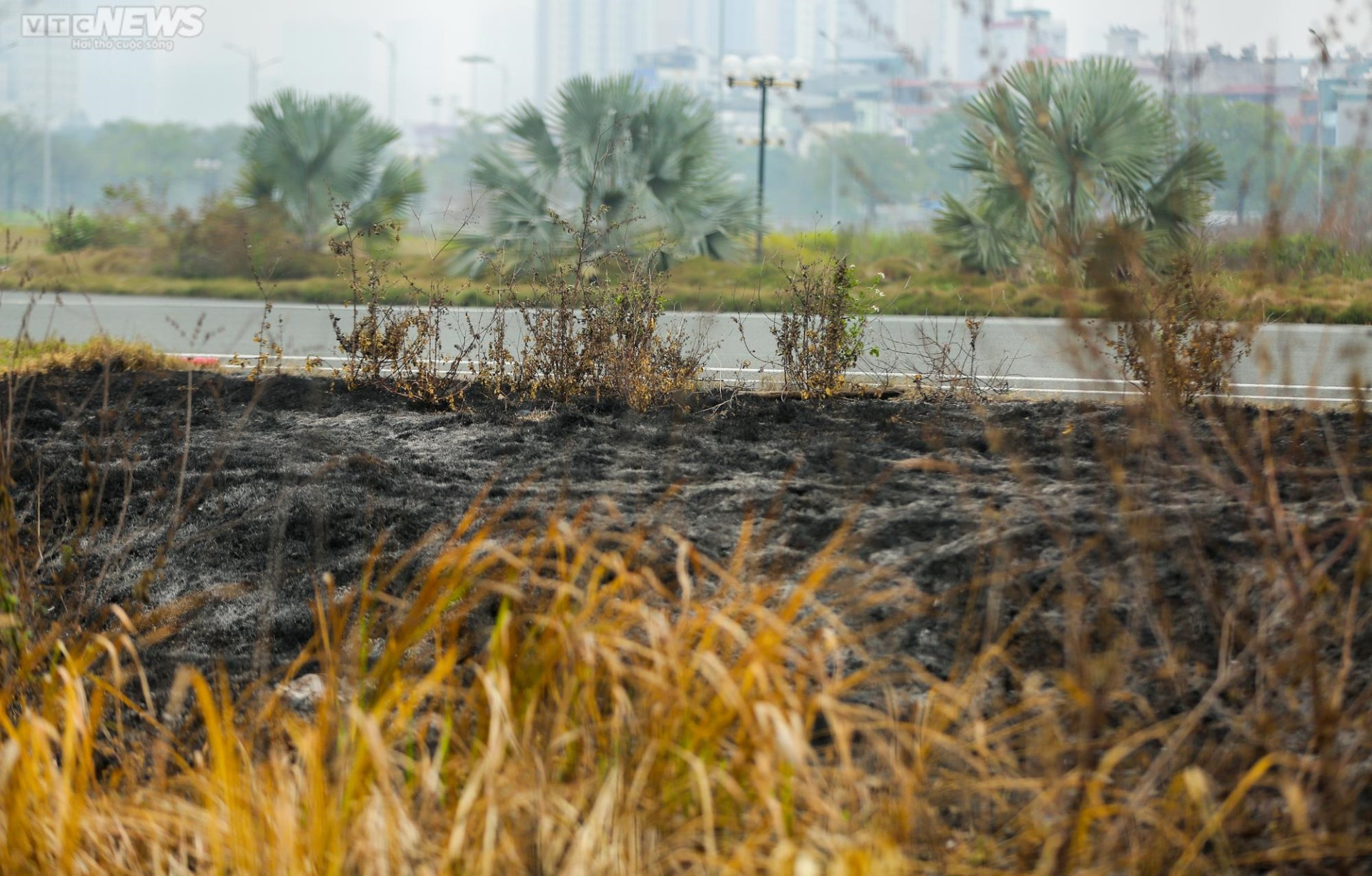 Rác thải bủa vây, khói ám chết cả cây trên đường đua F1 - 11