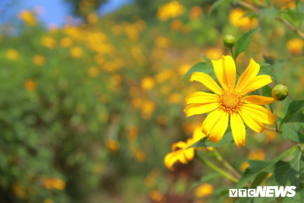 Sắc hoa rực rỡ, ngập tràn khắp hang cùng ngõ hẻm trên cả nước - 31